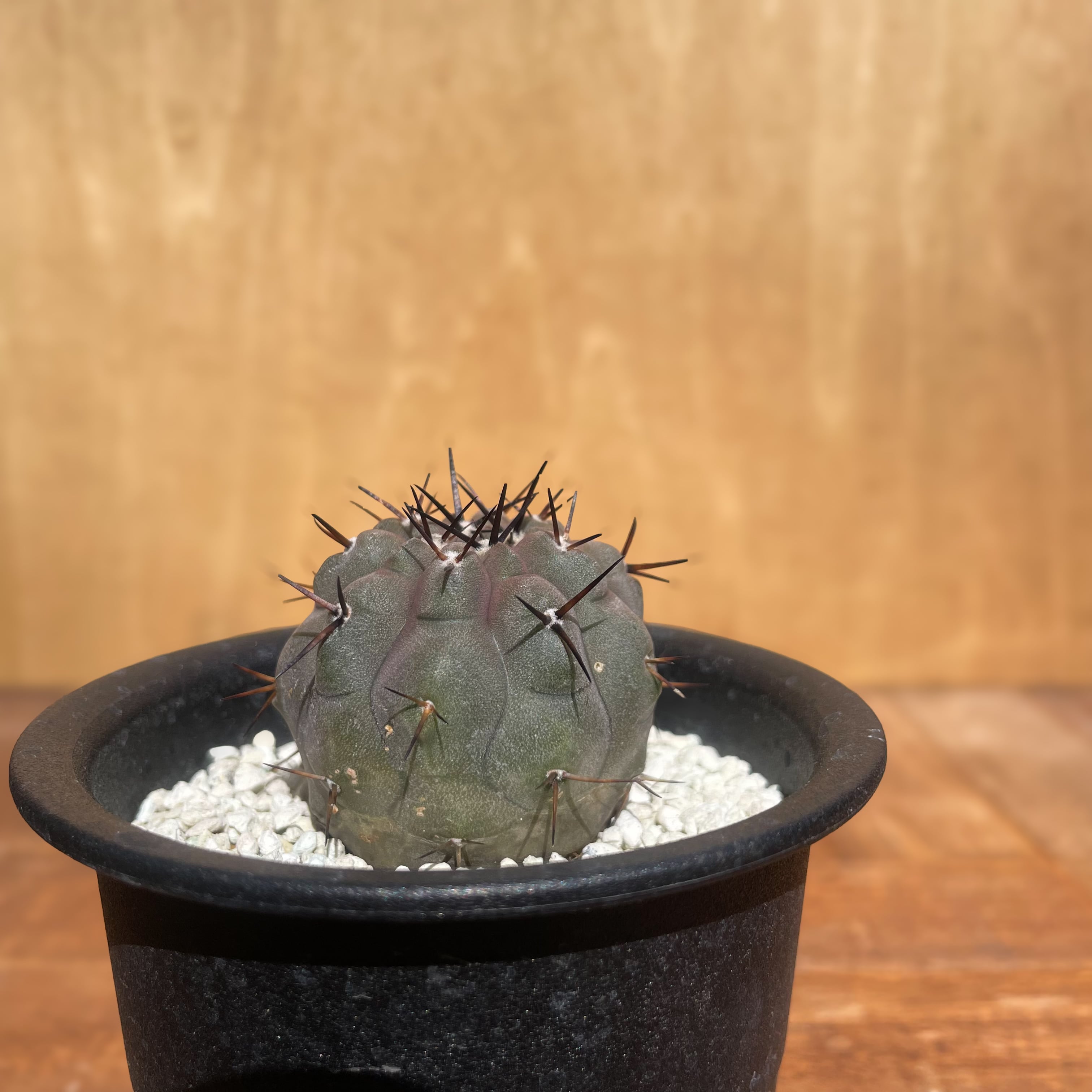 Copiapoa cinerea【コピアポア・黒王丸・実生】 | RIMO