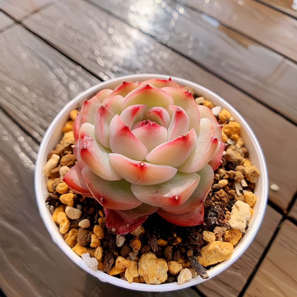 農園直売 多肉植物 寄せ植え パープルディライト覆輪錦（単） 抜き苗