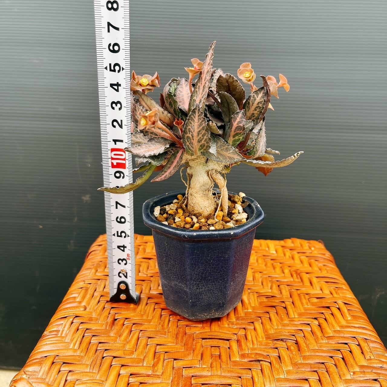 現品］【希少】ユーフォルビア フランコイシー 観葉植物 レア 多肉植物