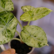 Alocasia Ninja Tricolor│アロカシア ニンジャ トリカラー②│観葉植物