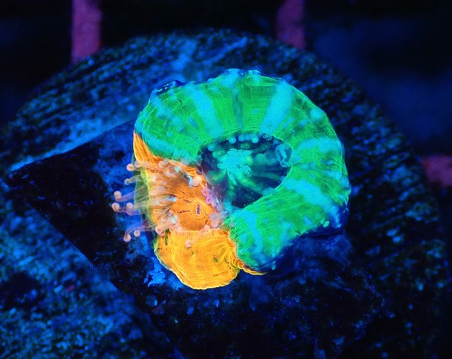 Scolymia Chimera 1