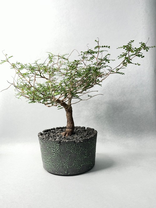 オペルクリカリア・パキプス