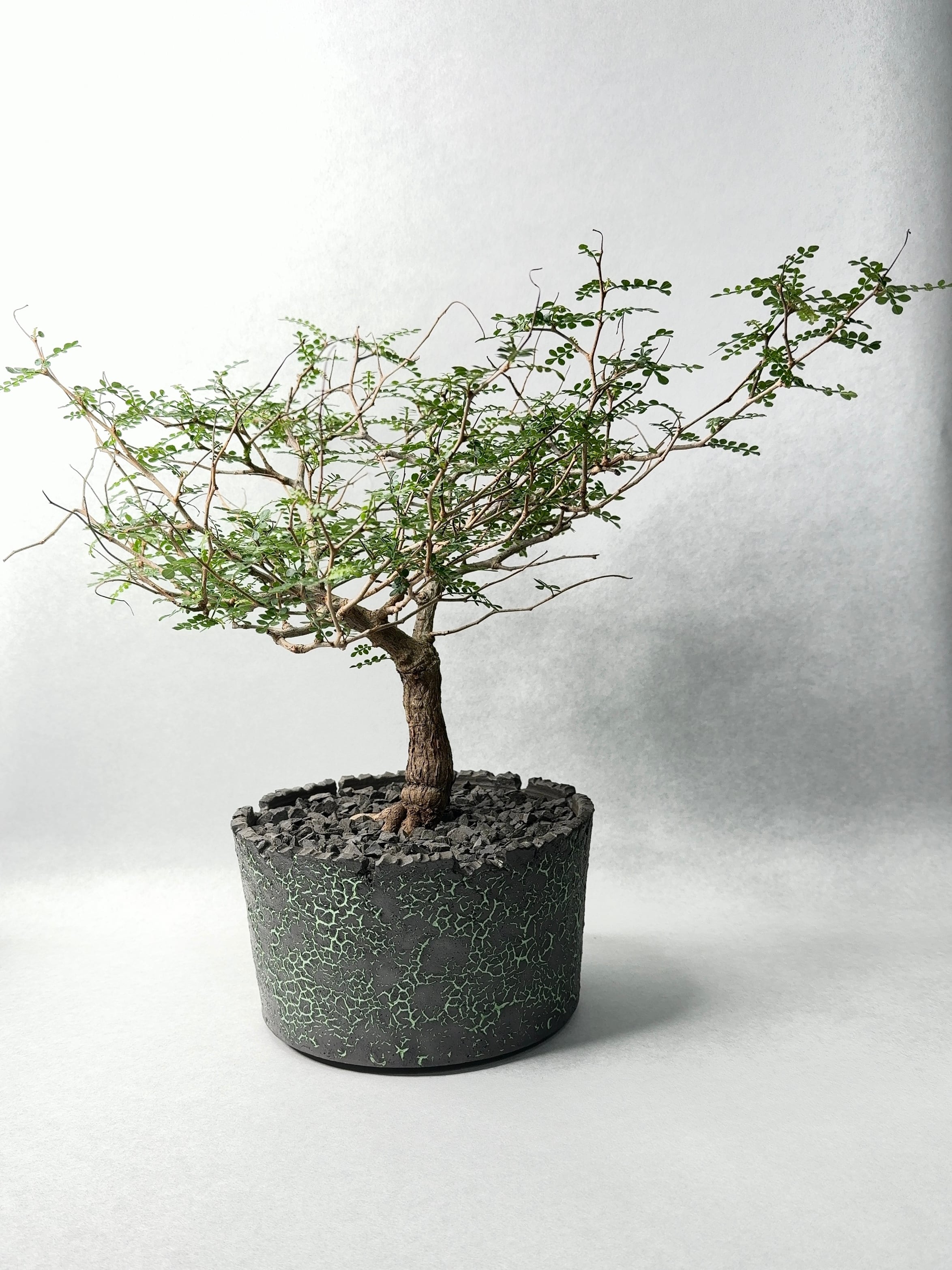 オペルクリカリア・パキプス