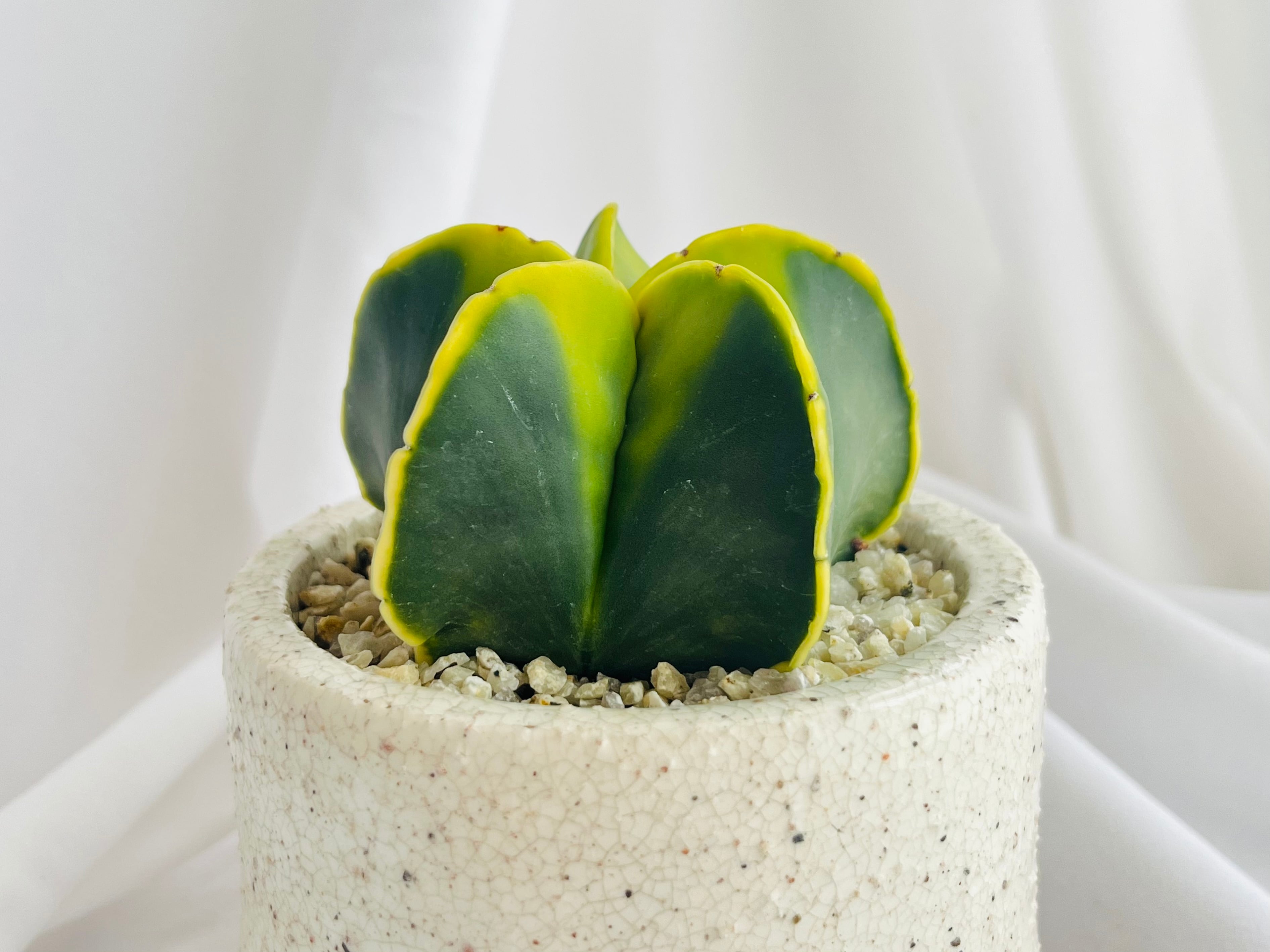 Astrophytum myriostigma アストロフィツム 紅葉ヘキラン 紅葉碧瑠璃