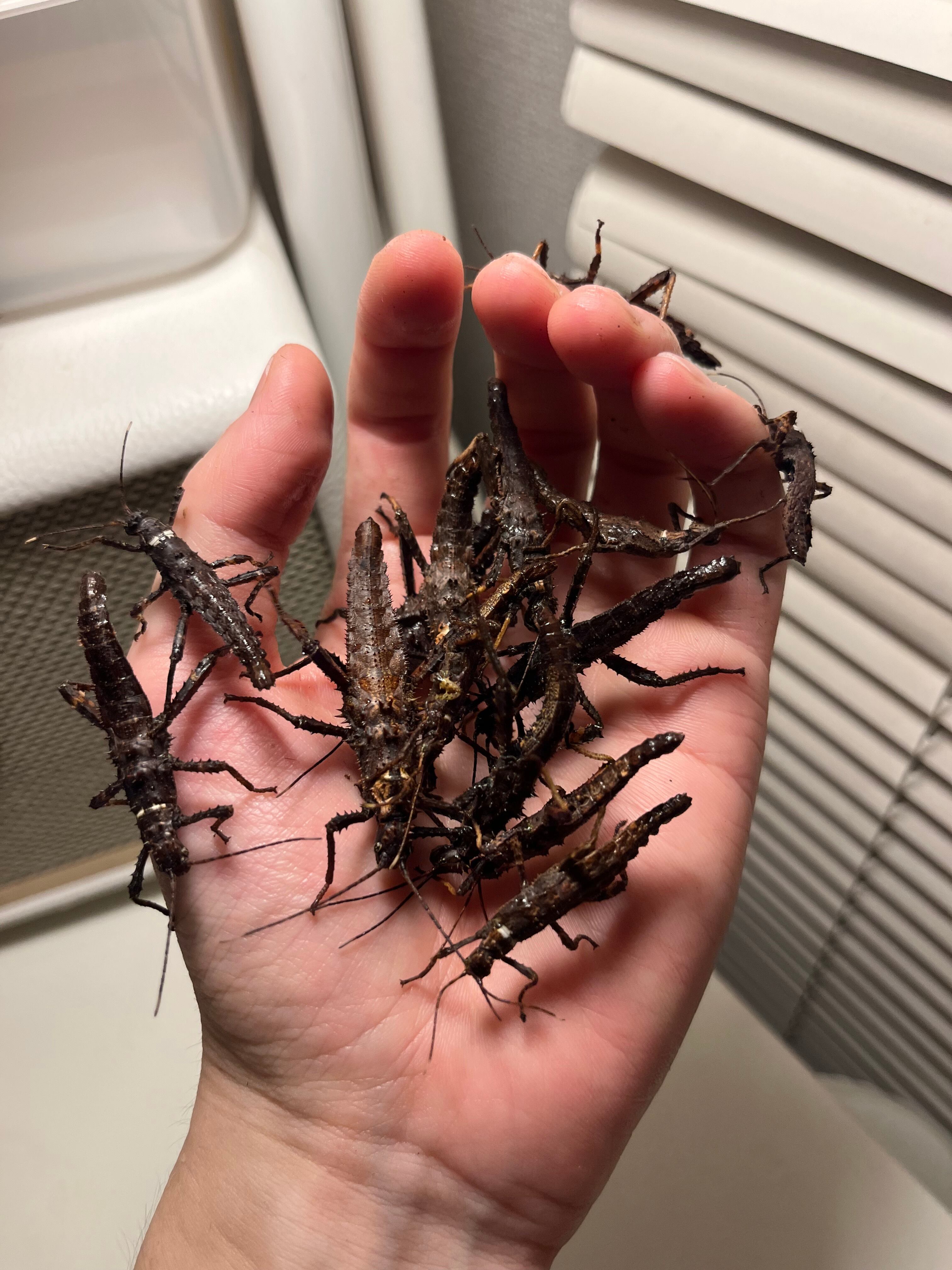 ナナフシ•コノハムシ | オモニキチュウ