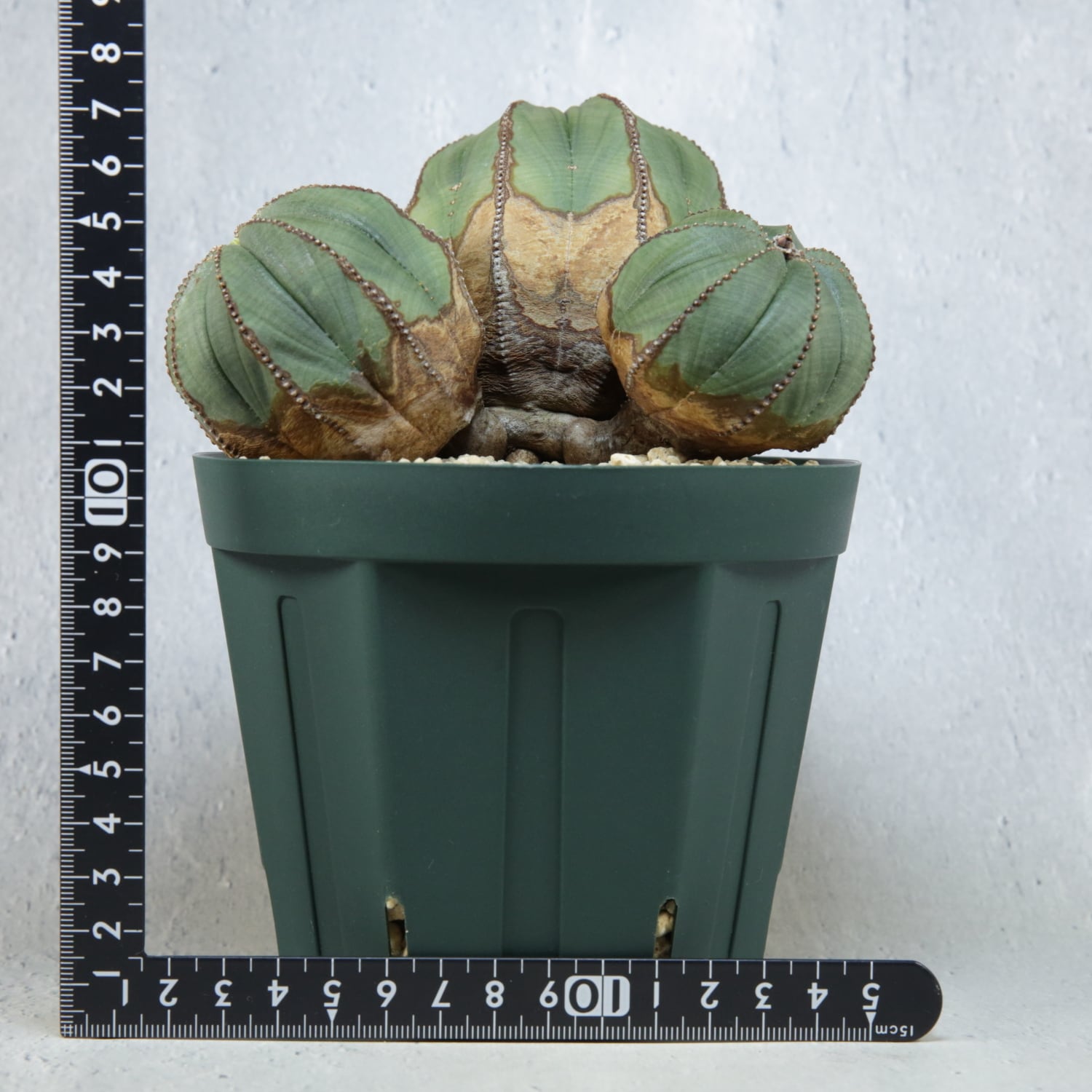 メス株【超厳選株】超大株 最大幅約 13.5cm トリプルヘッド オベサ