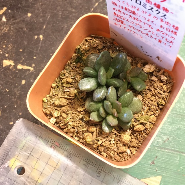 アドロミスクス Rupo 多肉植物専門店 アドロミスクス Rupo 多肉植物専門店