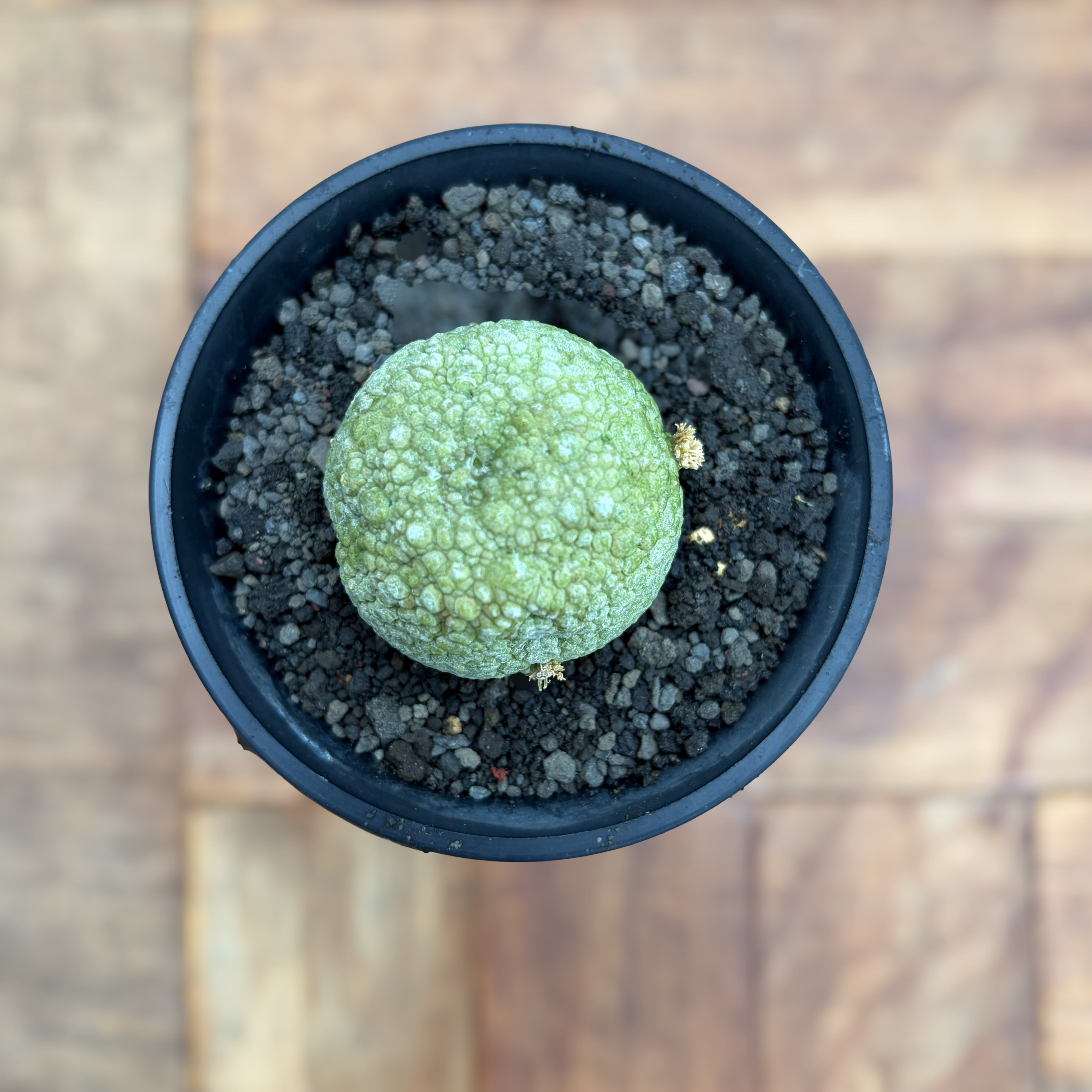 Pseudolithos migiurtinus 【プセウドリトス・ミギウルティヌス・実生