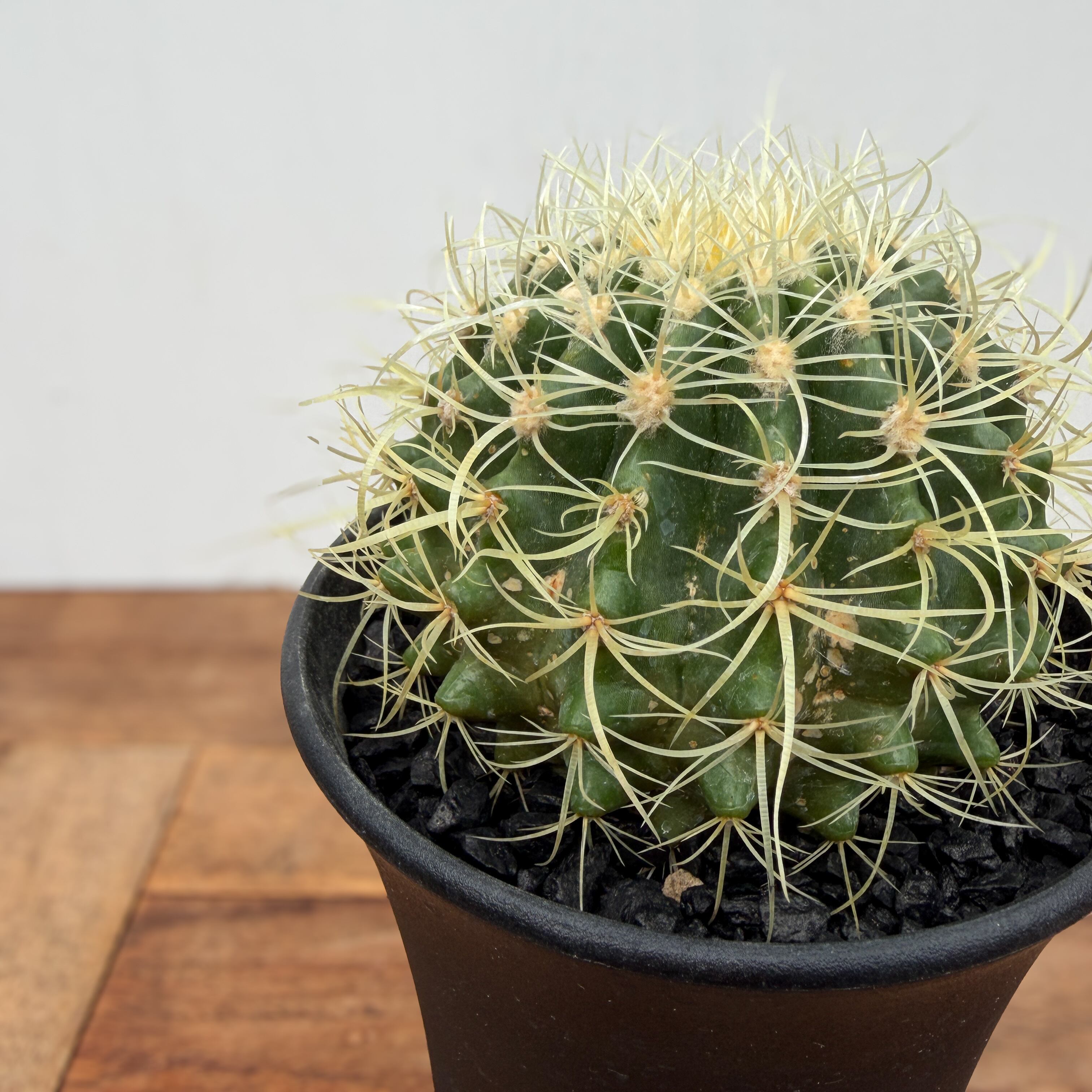 Echinocactus grusonii 【エキノカクタス・パーマネント金鯱