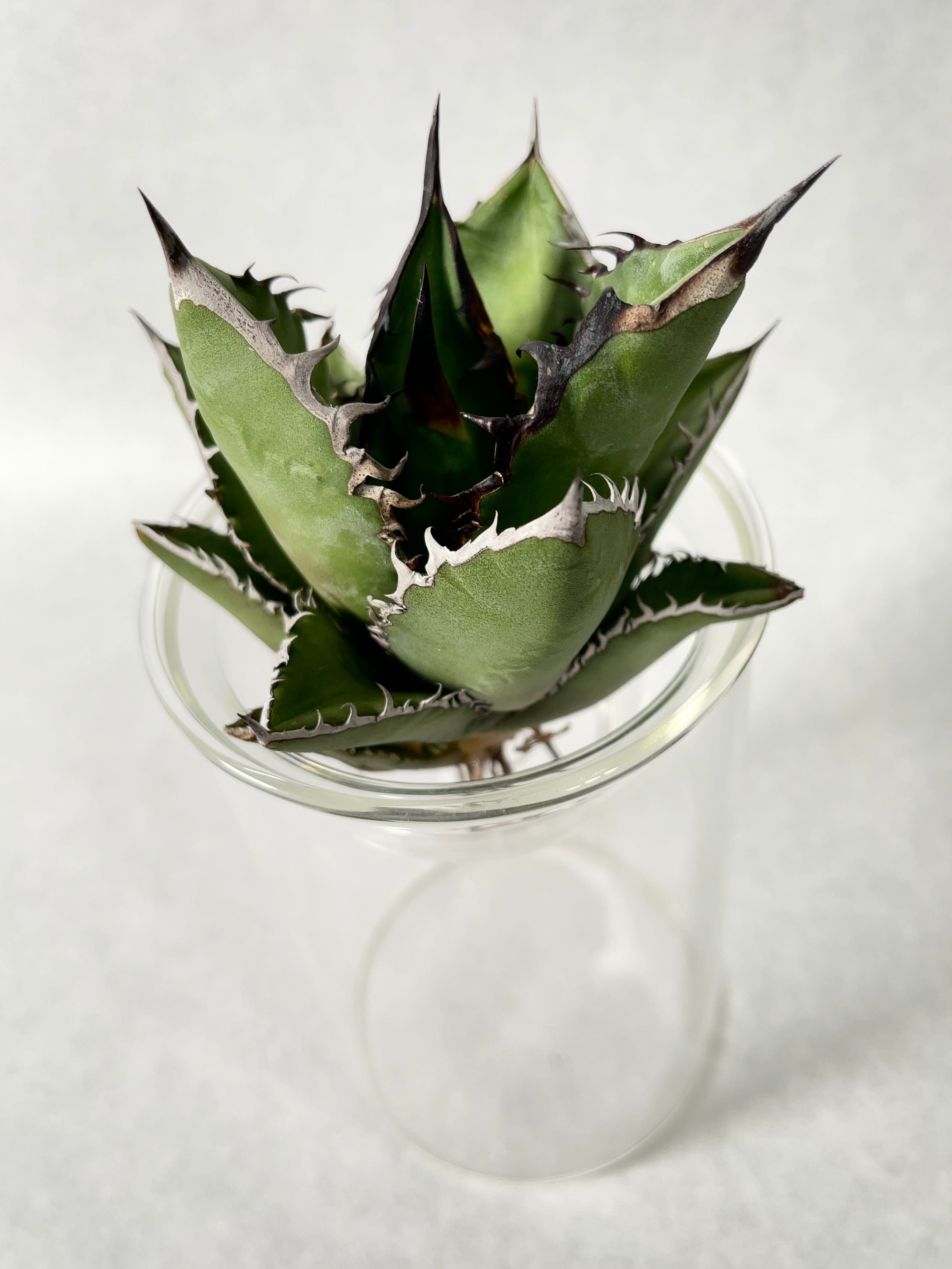 アガベ　ブラックファイヤー　極上株　外管理　発根済み アガベ チタノタ ブラックファイヤー 