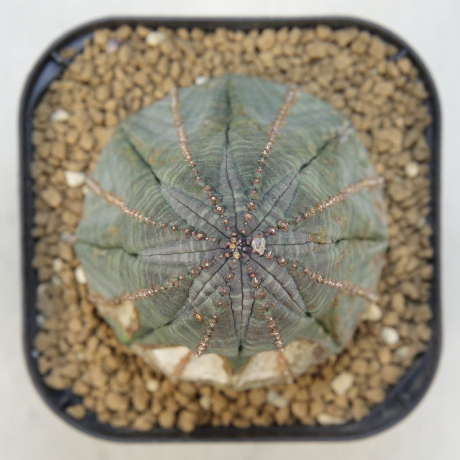 木質化 マウンテン オベサ / ユーフォルビア | LIGHTHOUSE.PLANTS