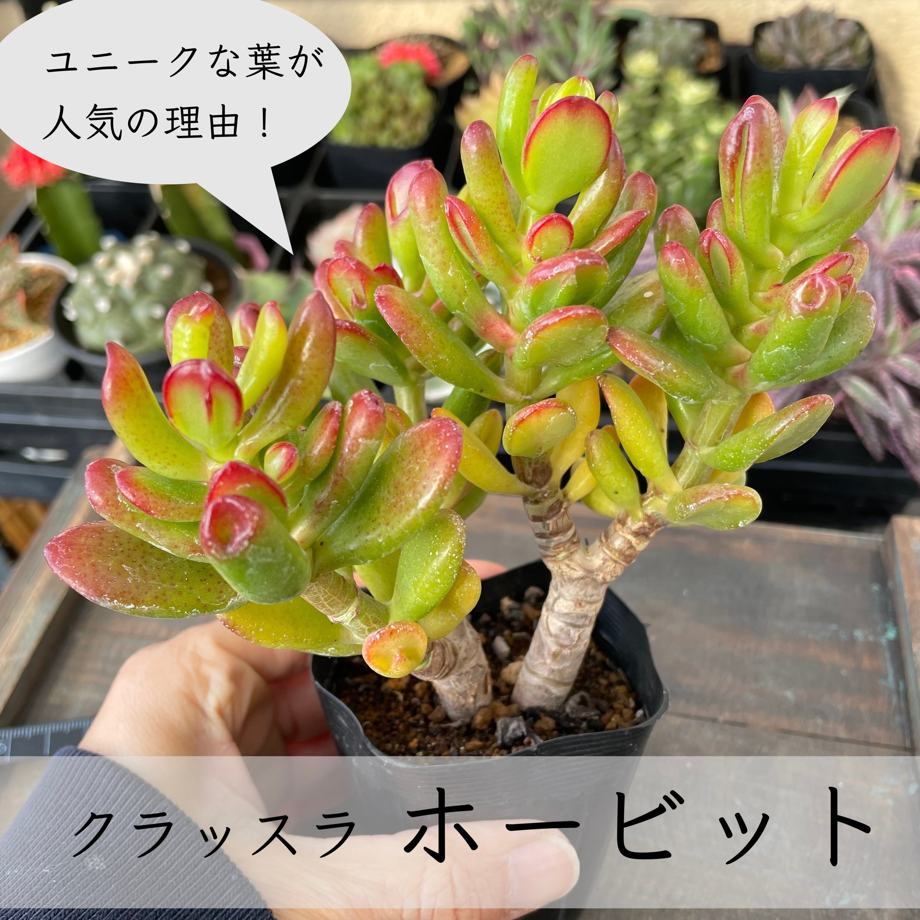 大人気 美苗【メキシカンスノーボール錦 3】エケベリア 韓国多肉 | E