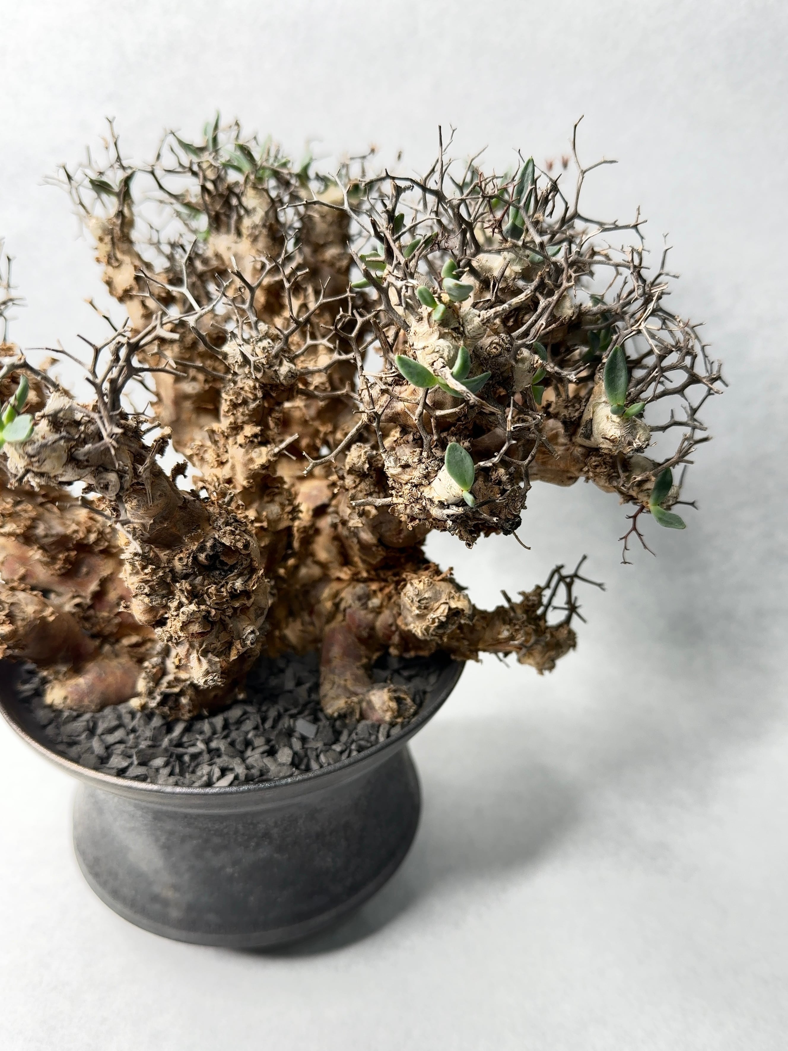 塊根植物 | trigger