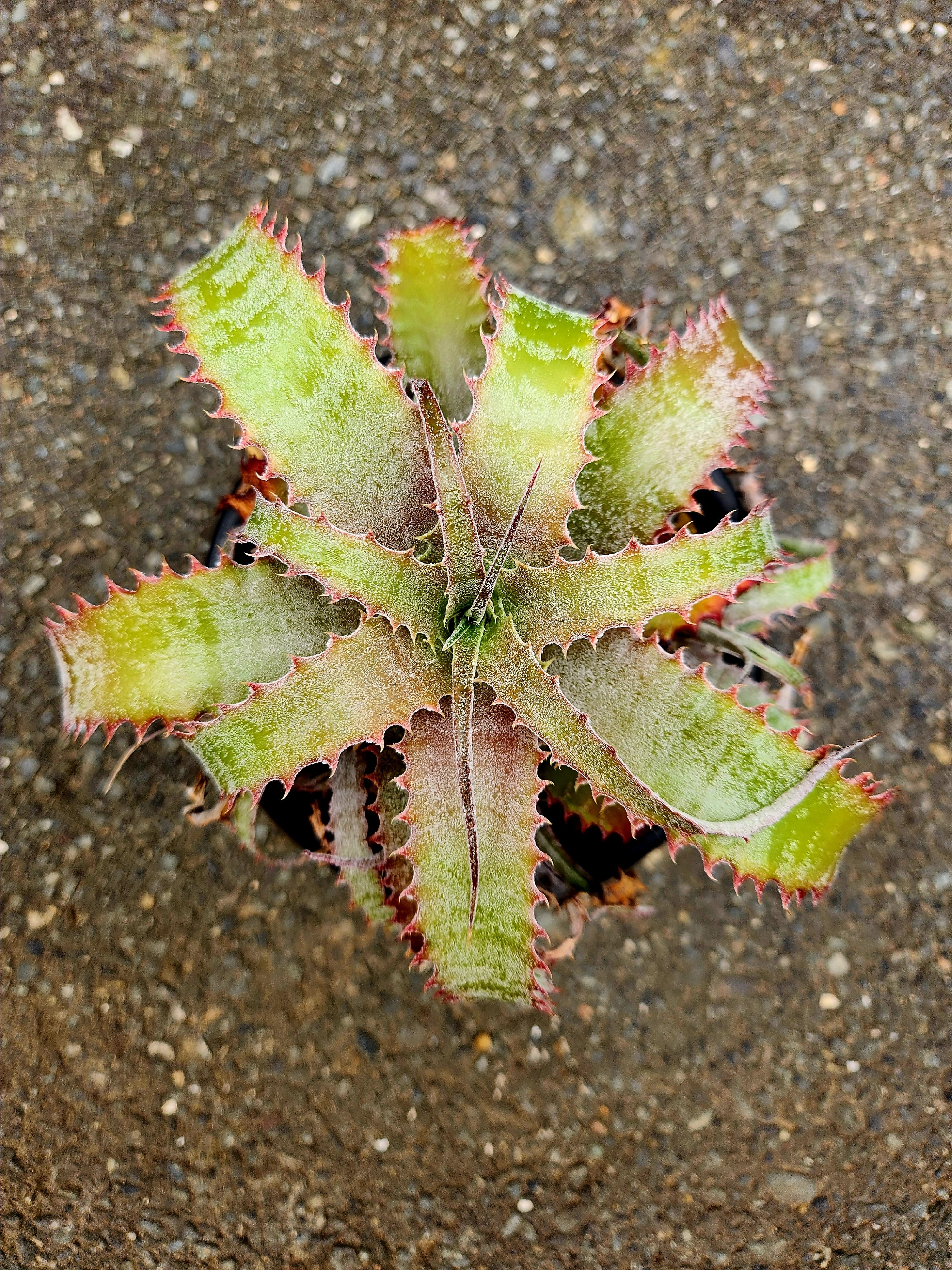 ヘクチア・ラナータ hechtia lanata | フラワーショップあきの