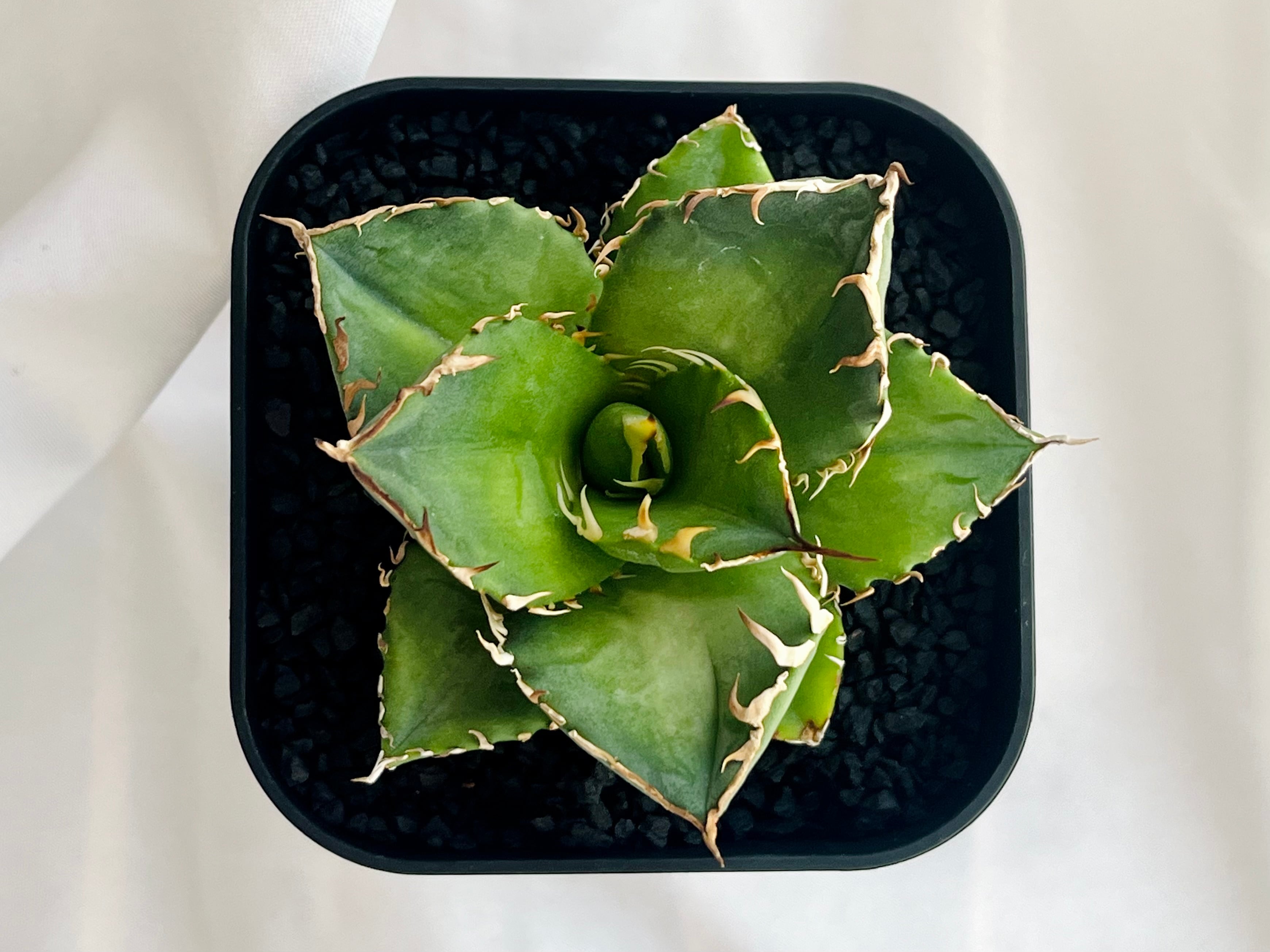 Agave titanota アガベ チタノタ FO-076 多肉植物 | plants MARU Agave titanota アガベ チタノタ FO-076 多肉植物 | plants MARU