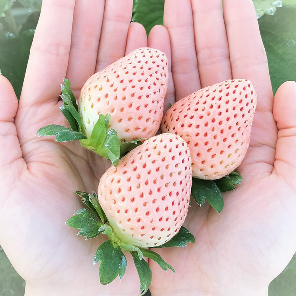 白いちご 淡雪 Ichigokirari