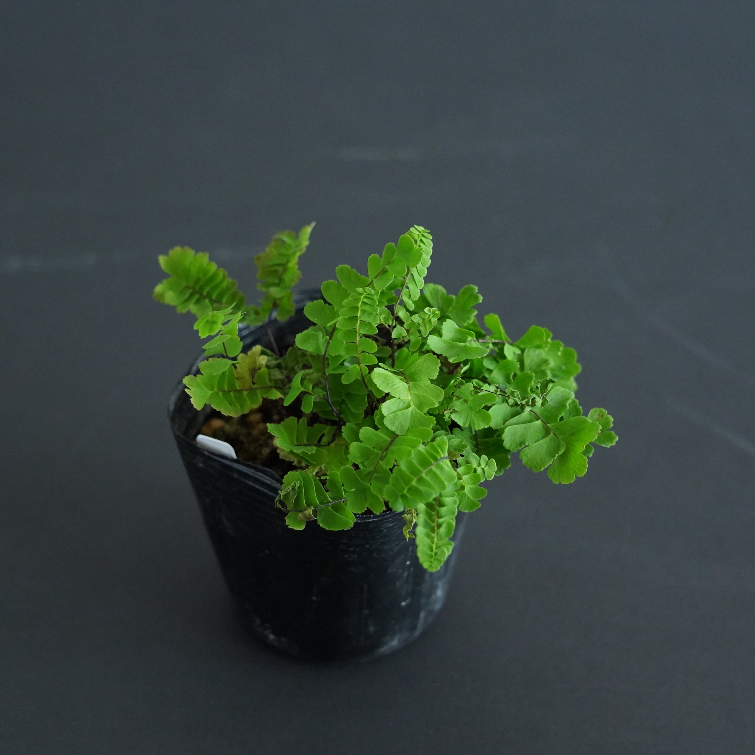 ヒメクジャクシダ Adiantum pedatum 苔テラリウム作製用素材◆Lカップ
