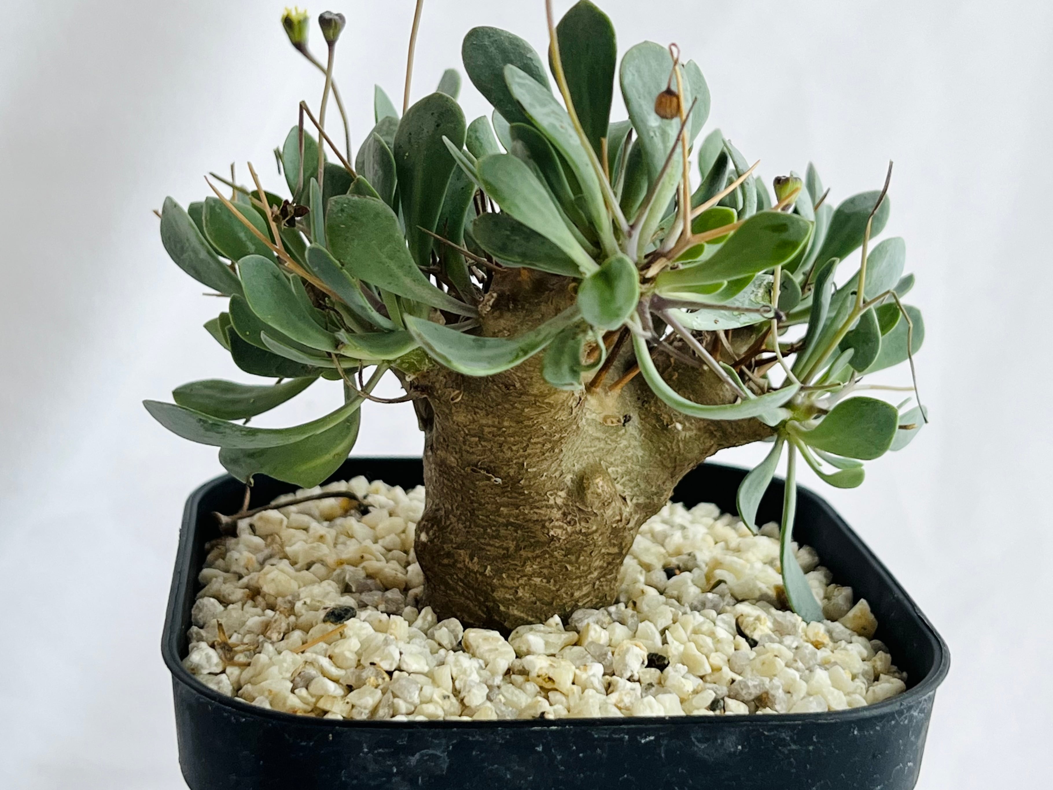 Othonna euphorbioides オトンナ ユーフォルビオイデス 黒鬼城 塊根