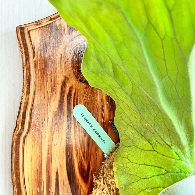 ビカクシダ エレファントティス 中株 板付 【観葉植物 壁掛け コウモリラン】