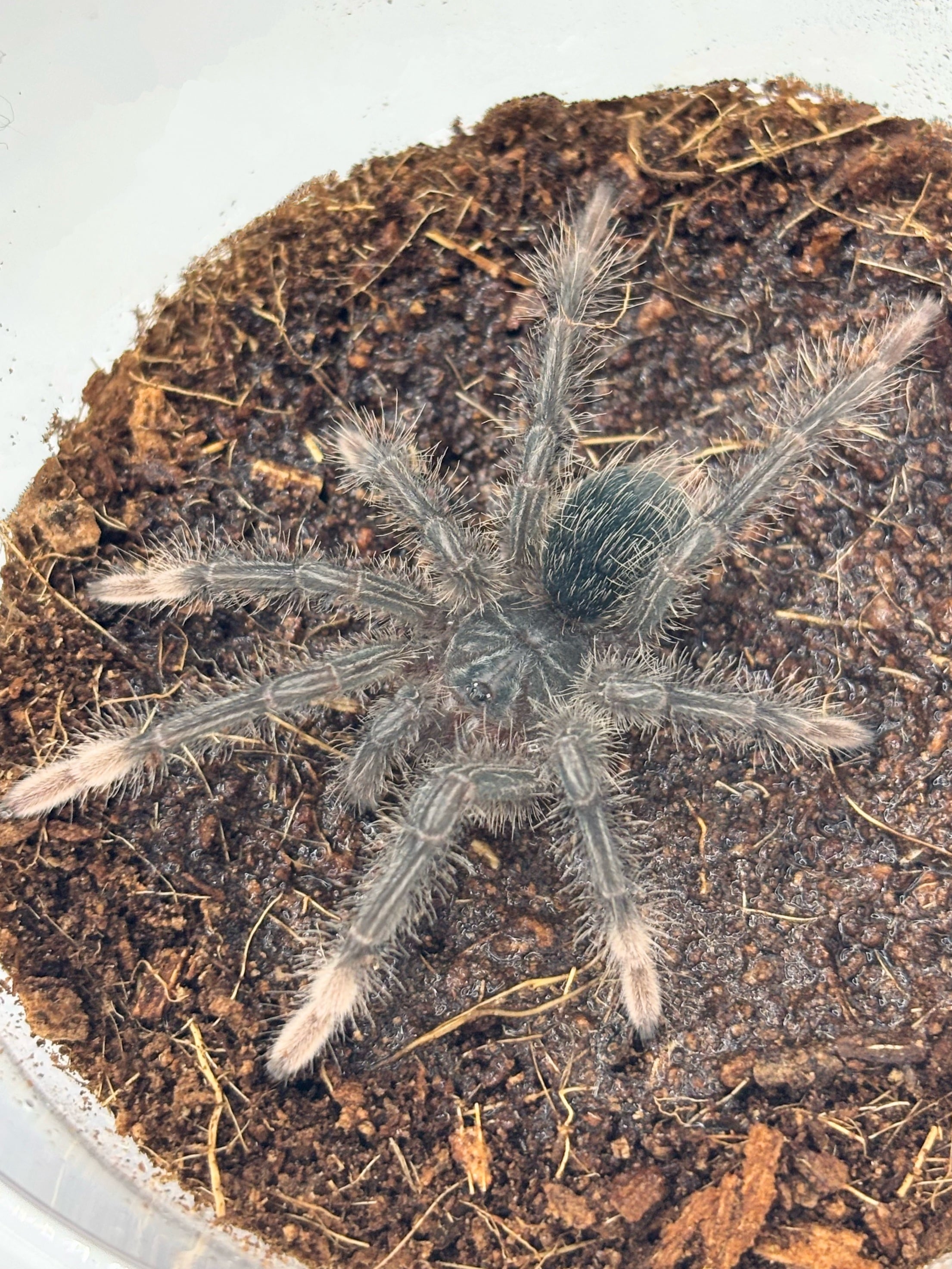 バーガンディゴライアスバードイーター Theraphosa stirmi 1匹 | まる