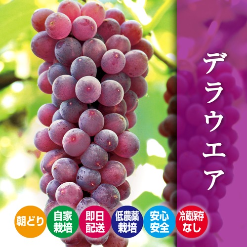 『朝どり・冷蔵保存無し・当日発送』デラウェアー2kg（種無し)