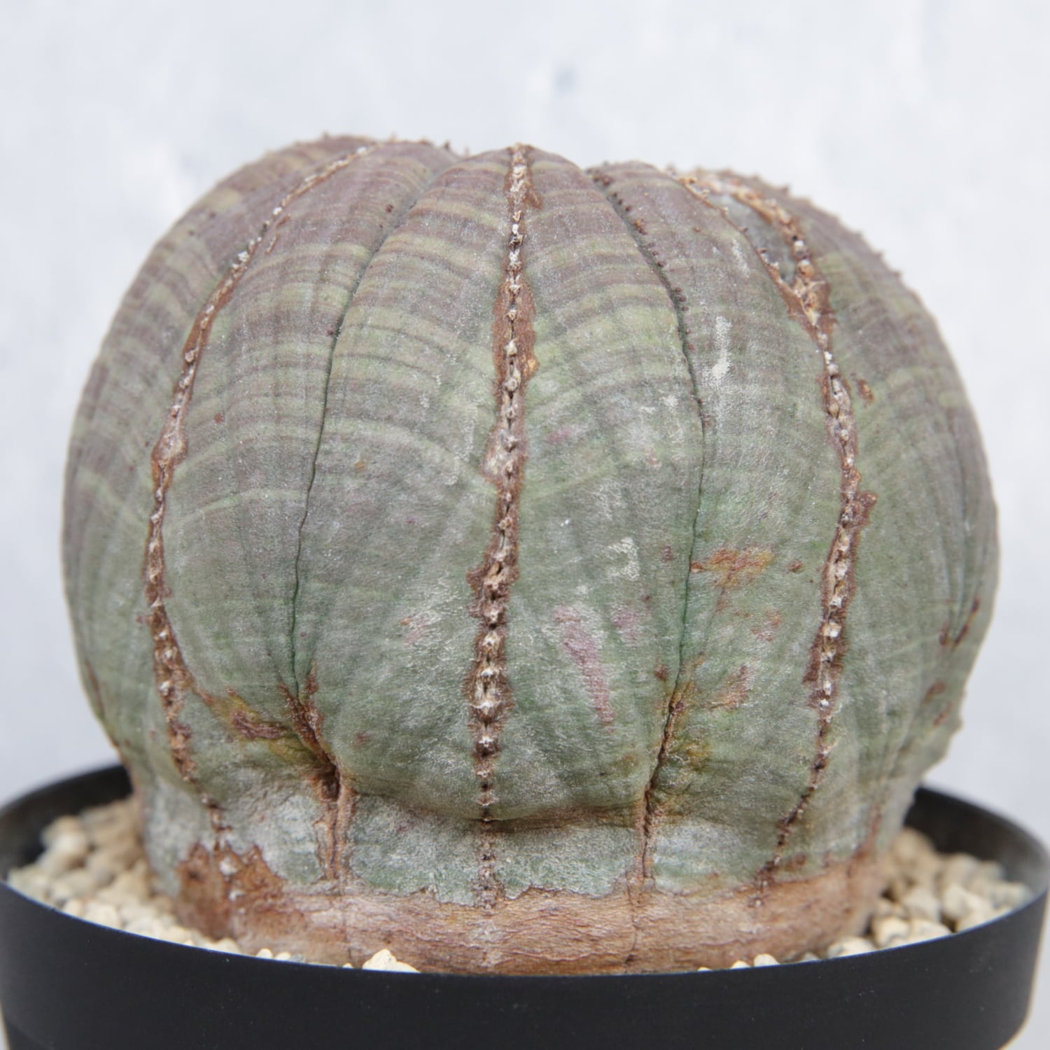 ユーフォルビア　オベサ　まん丸　大型特選株　約7.5cm NO.3 大株 最大幅 約7.6cm まん丸 オベサ / ユーフォルビア | LIGHTHOUSE