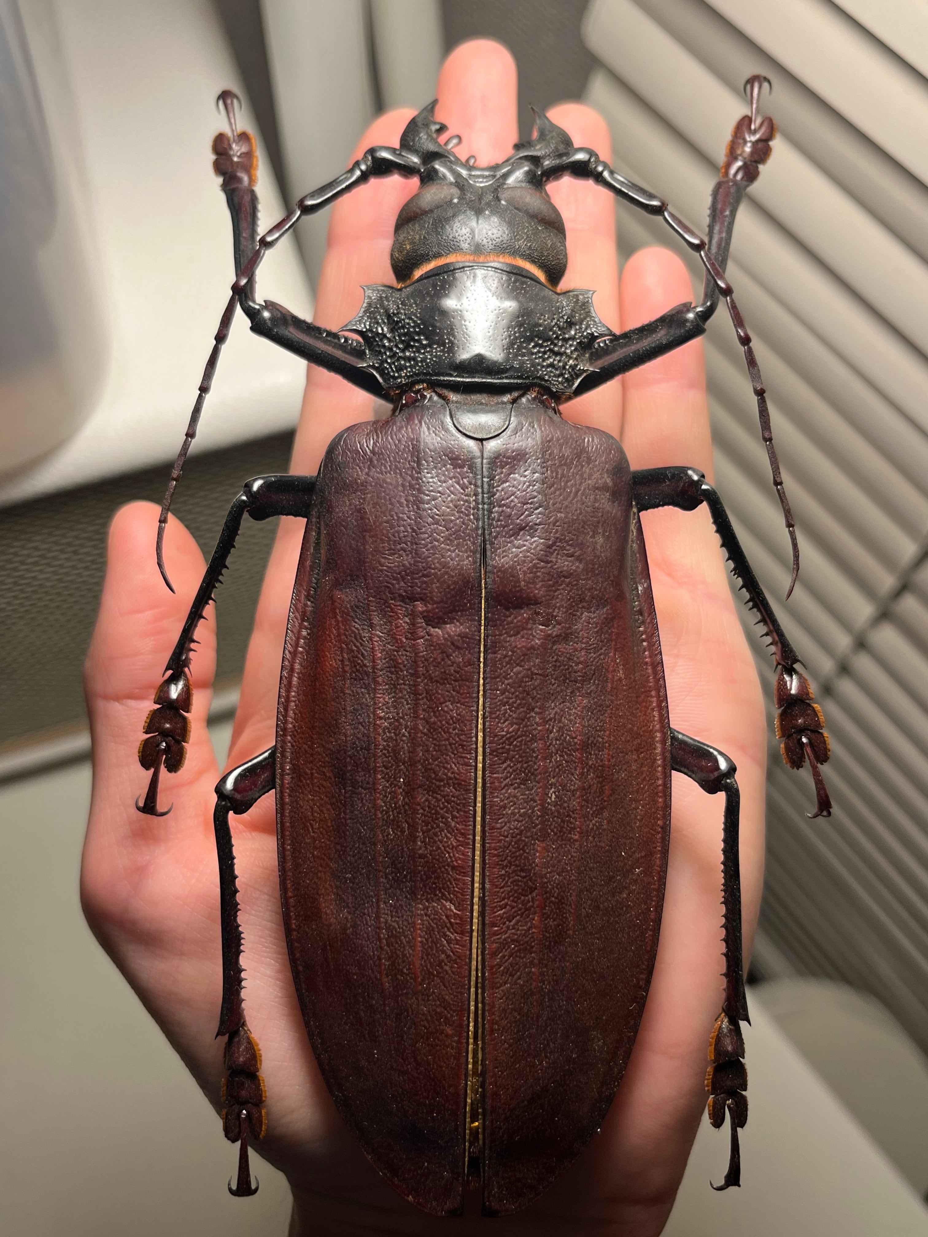 158mm】タイタンオオウスバカミキリ カブトムシクワガタハナムグリ