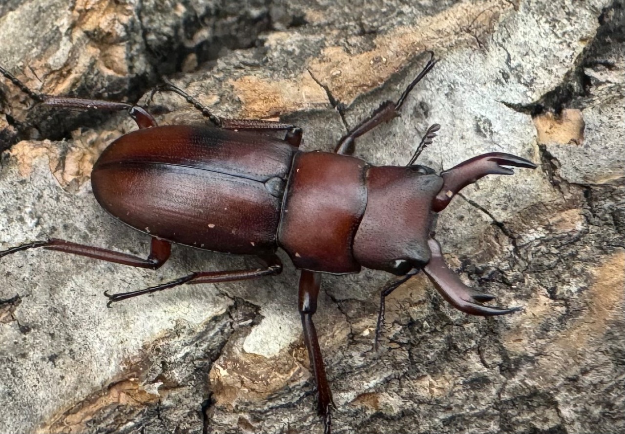 【WD】美麗種《ヨンレンセスジ 21mm ペア》