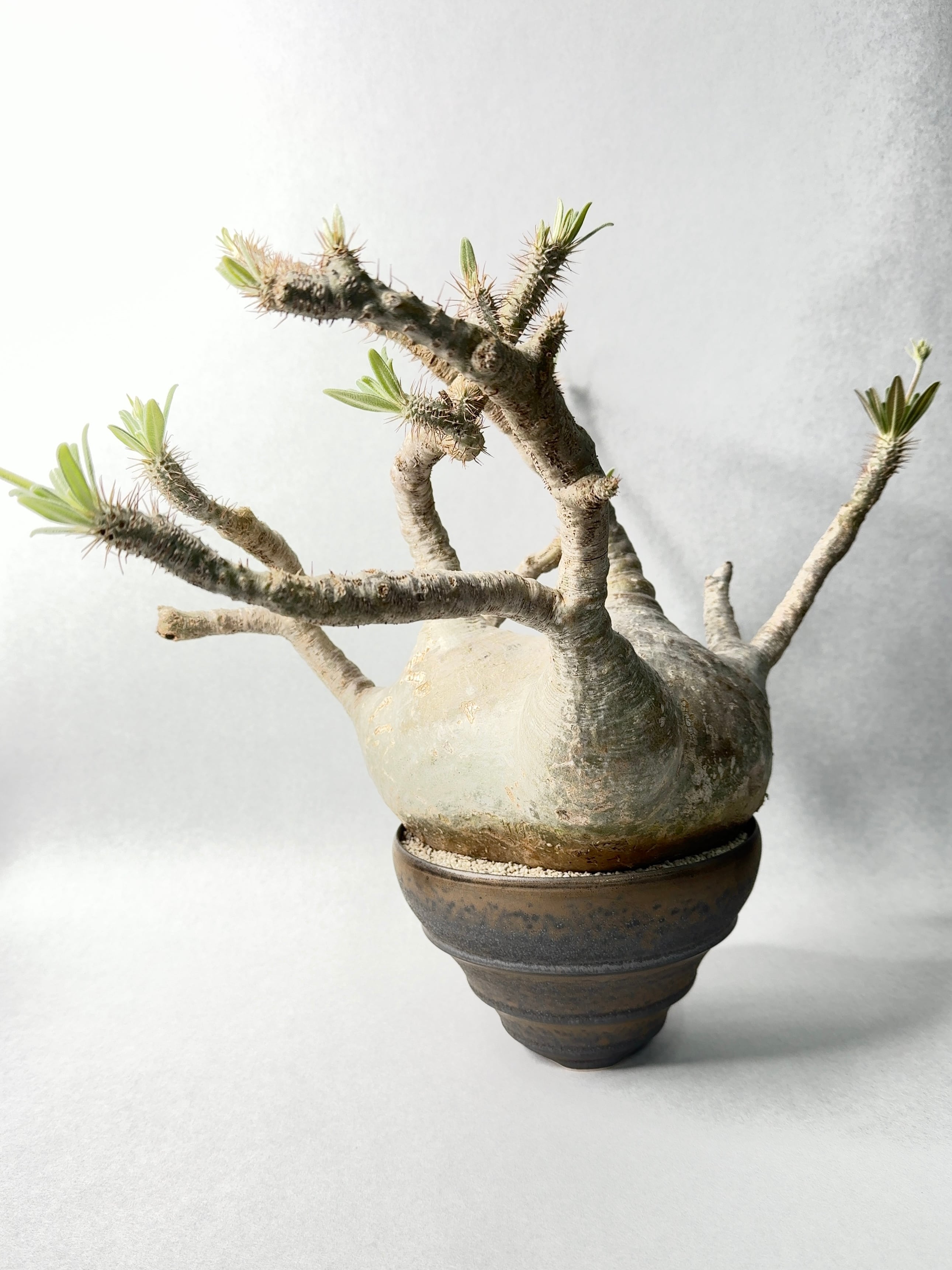 【 INDIVIDUALITY 】個体差