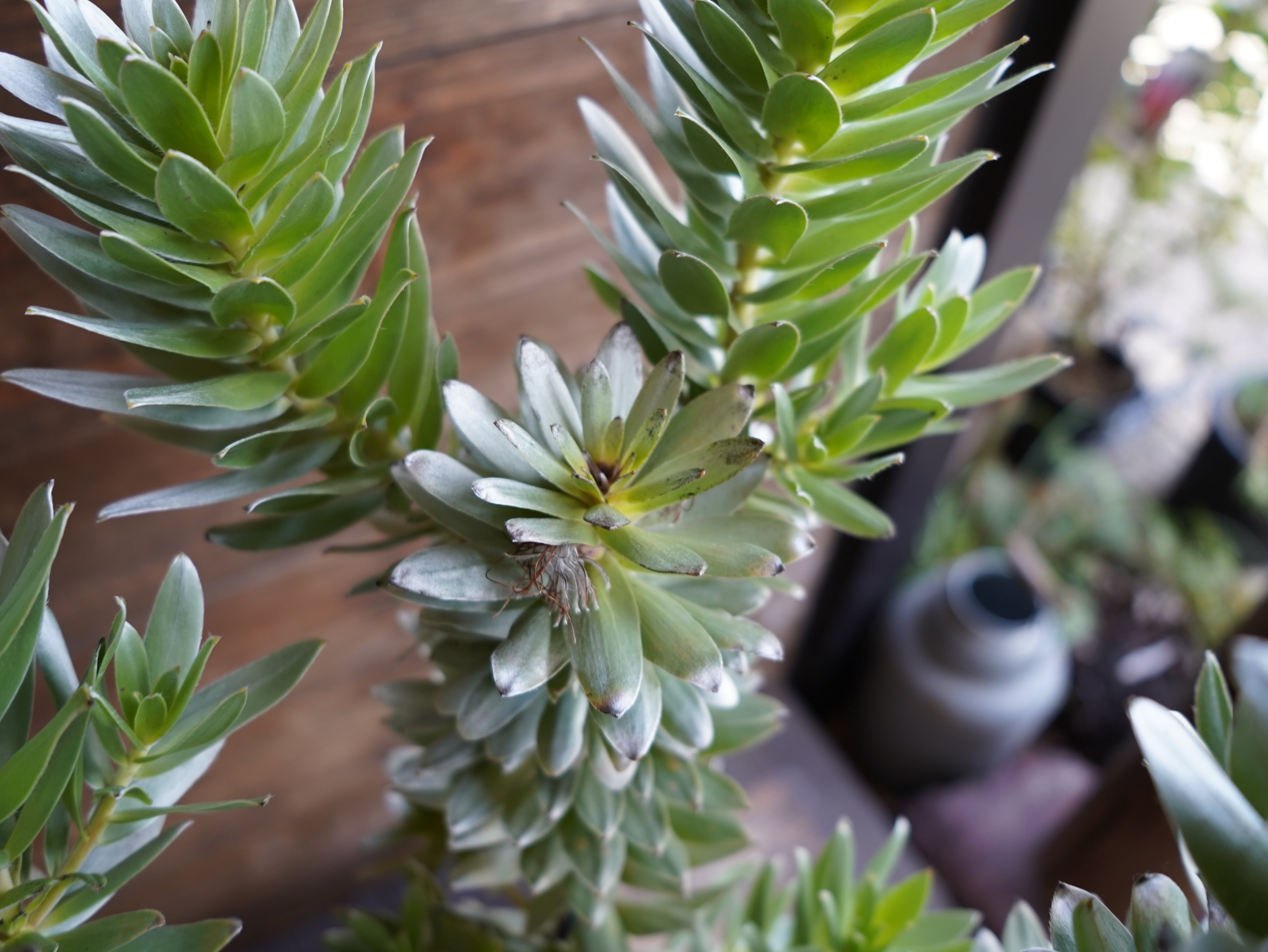 【現物】ミメテス　”クラッカージャックシルバー”　C