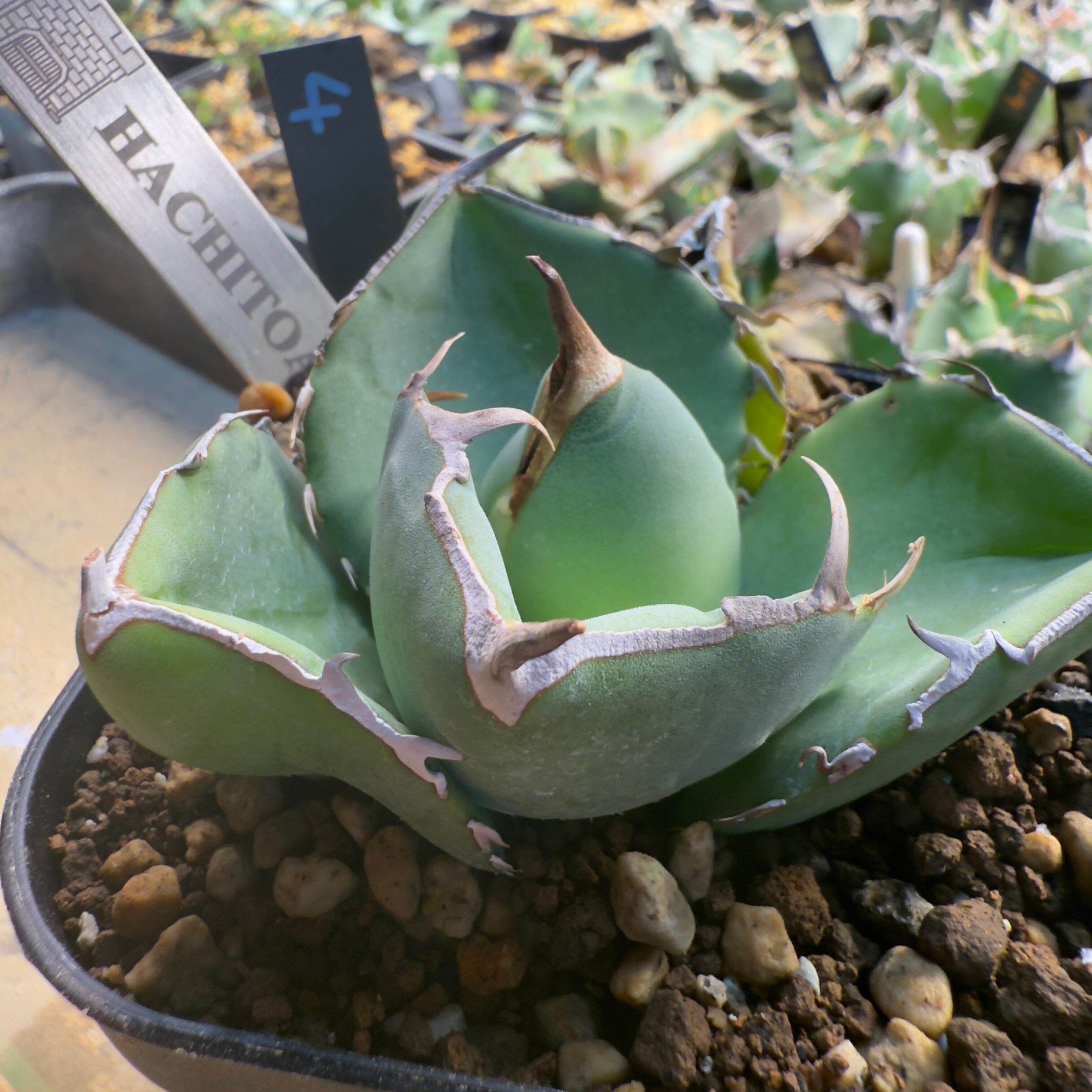 飛竜園】R-018 特選 アガベ チタノタ ジャガーノート 純血 'Juggernaut