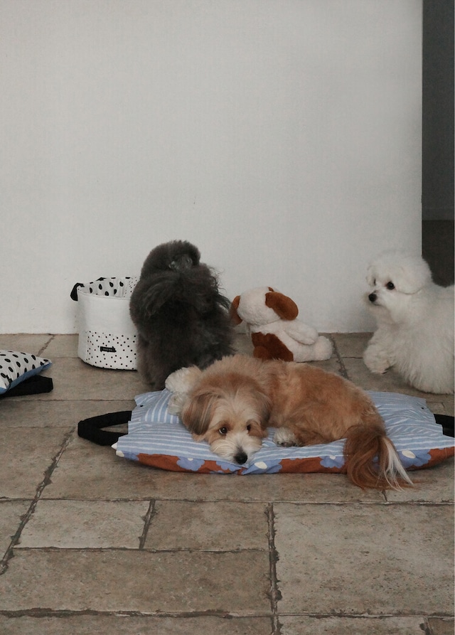 〈即納アイテム〉OHDIBS /Homey Warmy Topper -フルセット-