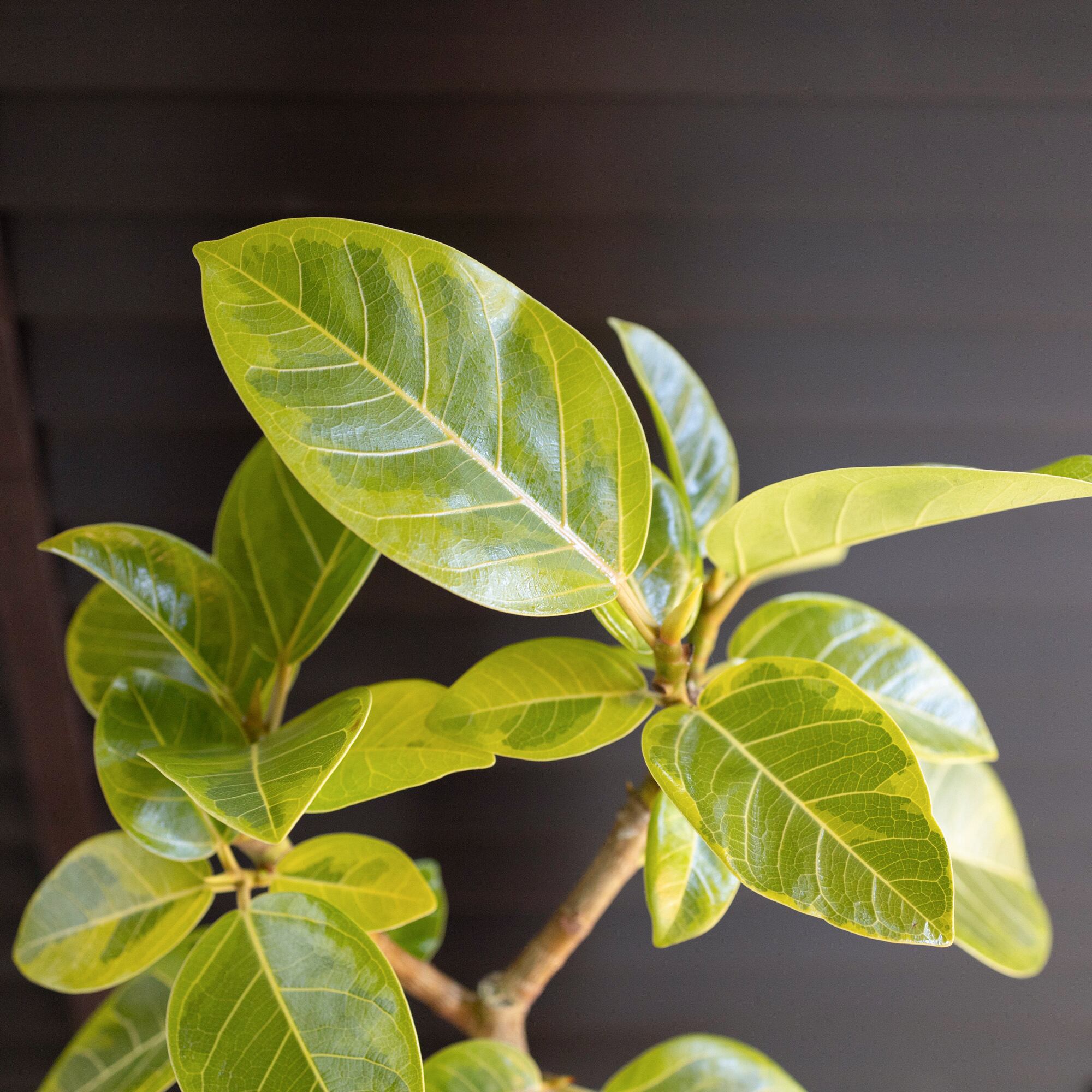 フィカス アルテシマ Altissima 4号 セメントロングポット 観葉植物