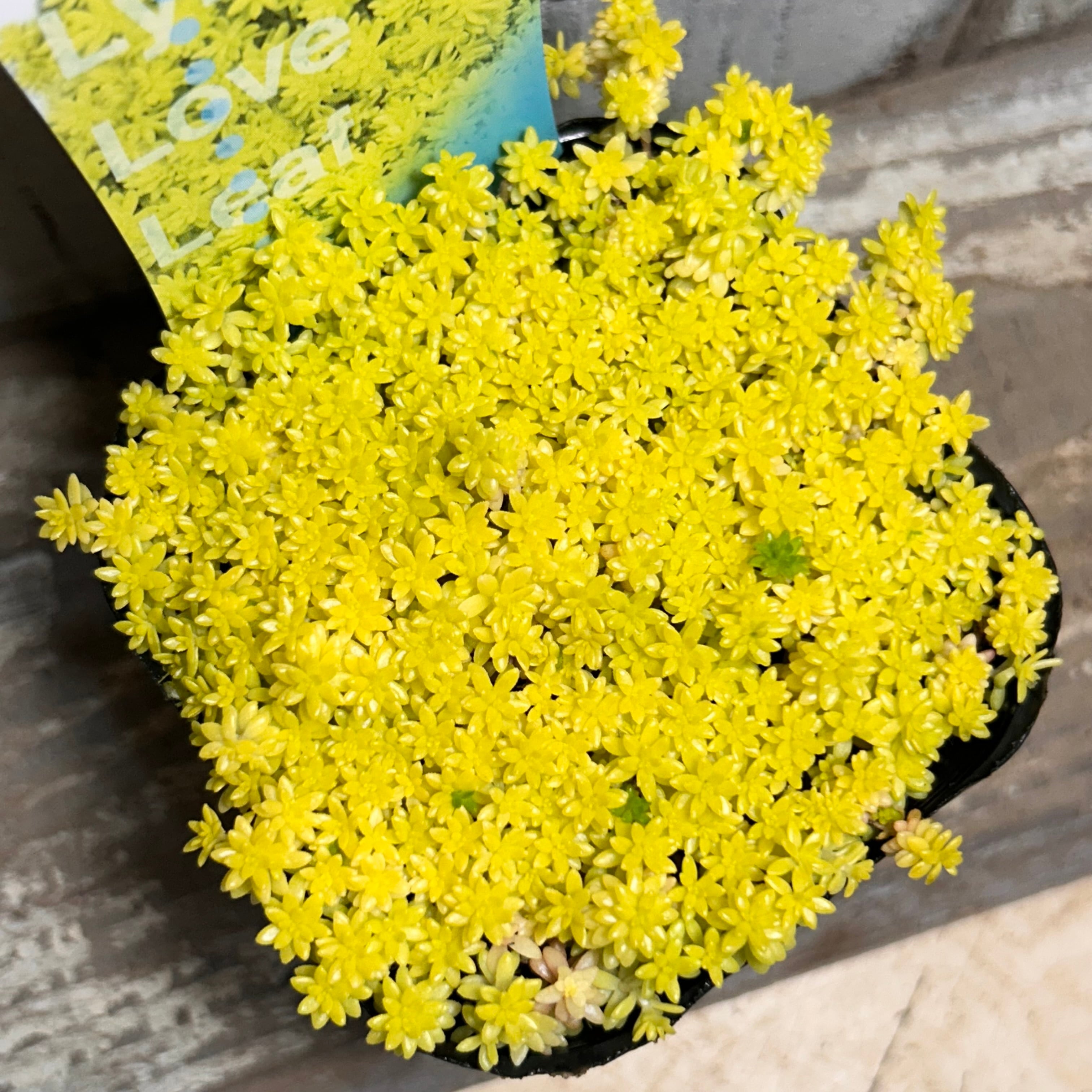 細葉黄金万年草 | RuPo 多肉植物専門店