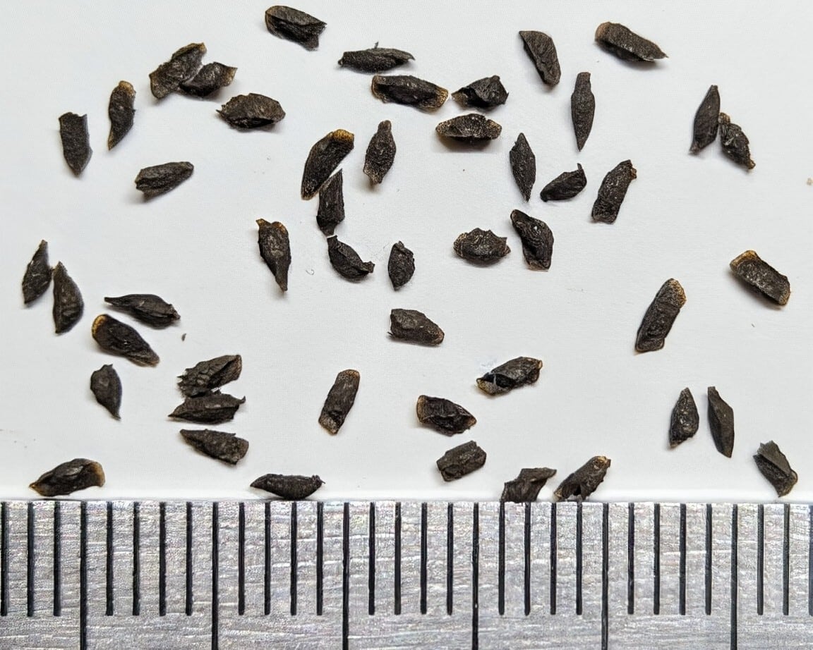 種子/5粒】Haworthiopsis scabra (WMS 169)/ハオルチオプシス