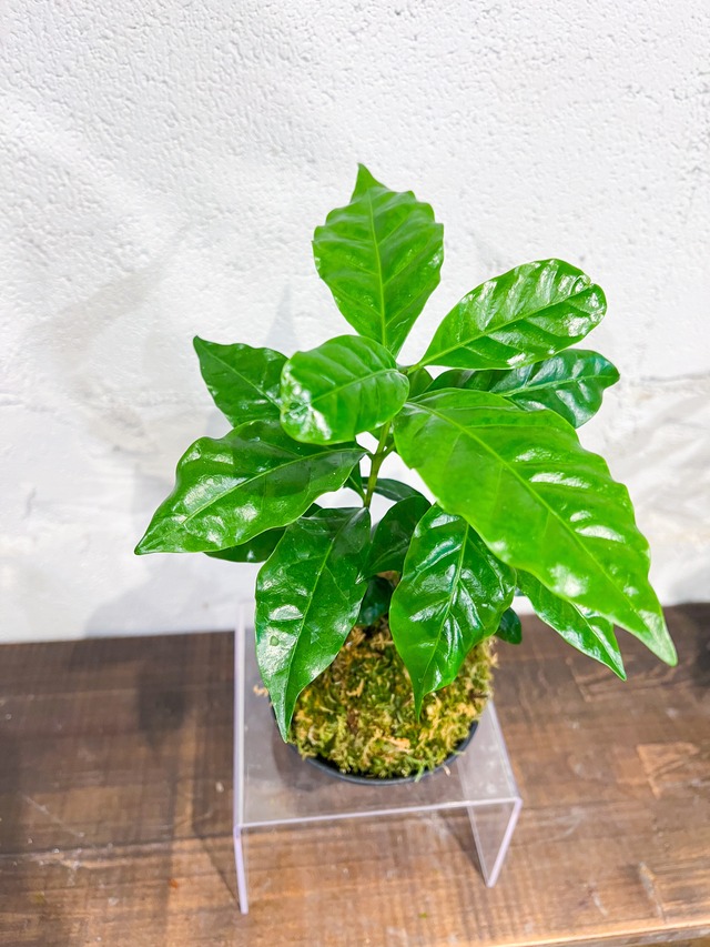 【父の日】コーヒーの木 苔玉