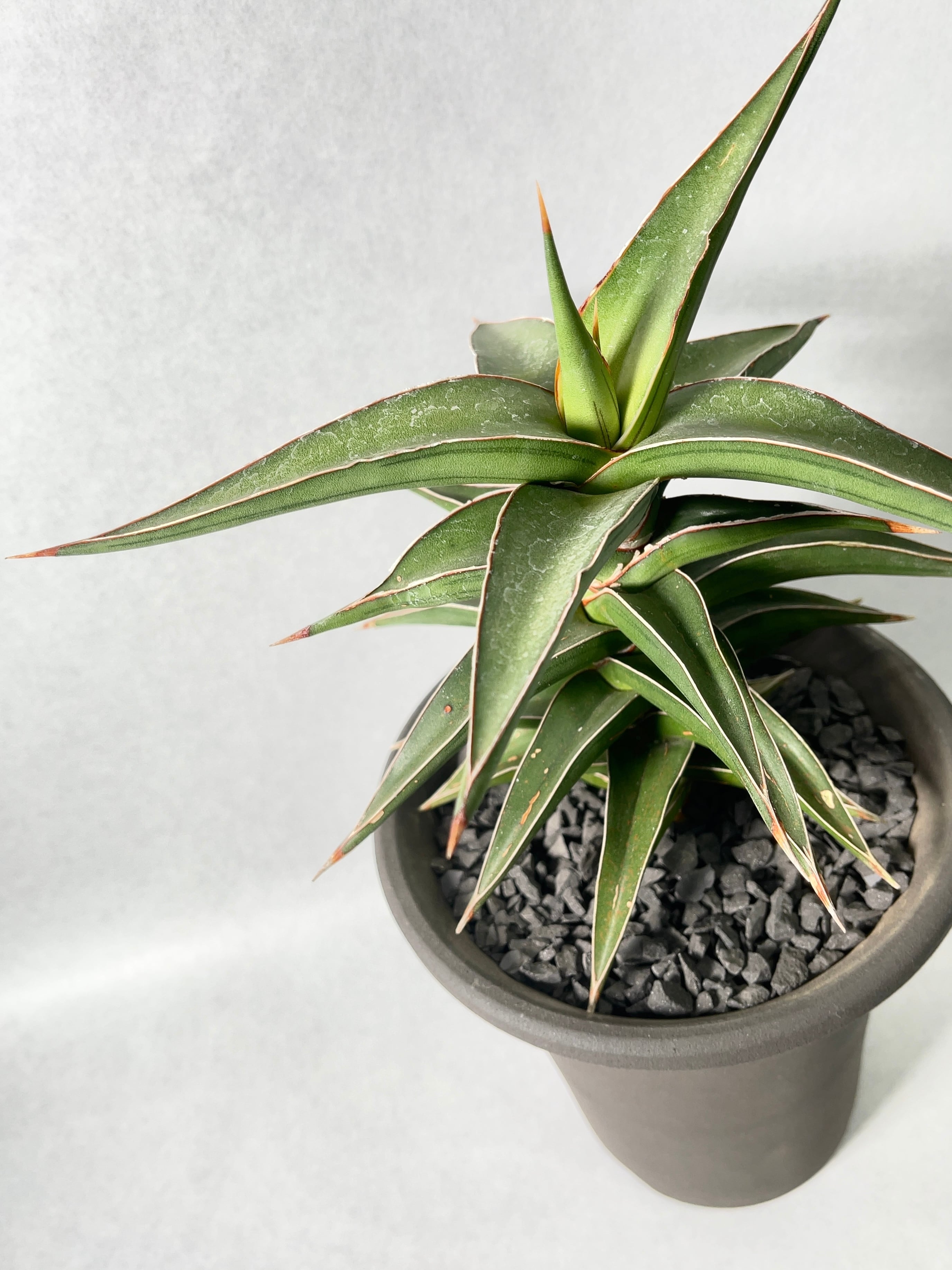 サンセベリア・lav.23251 | trigger