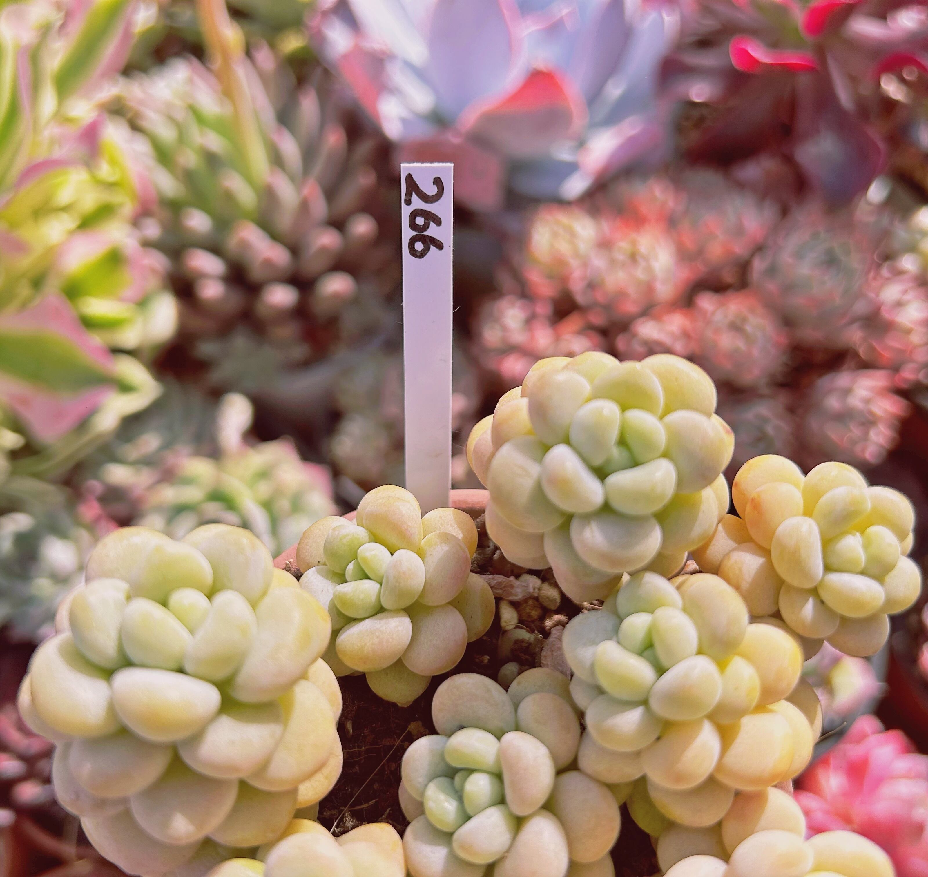 266現物 多肉植物 ストロベリーミルク 特大 | るる農園~多肉植物専門