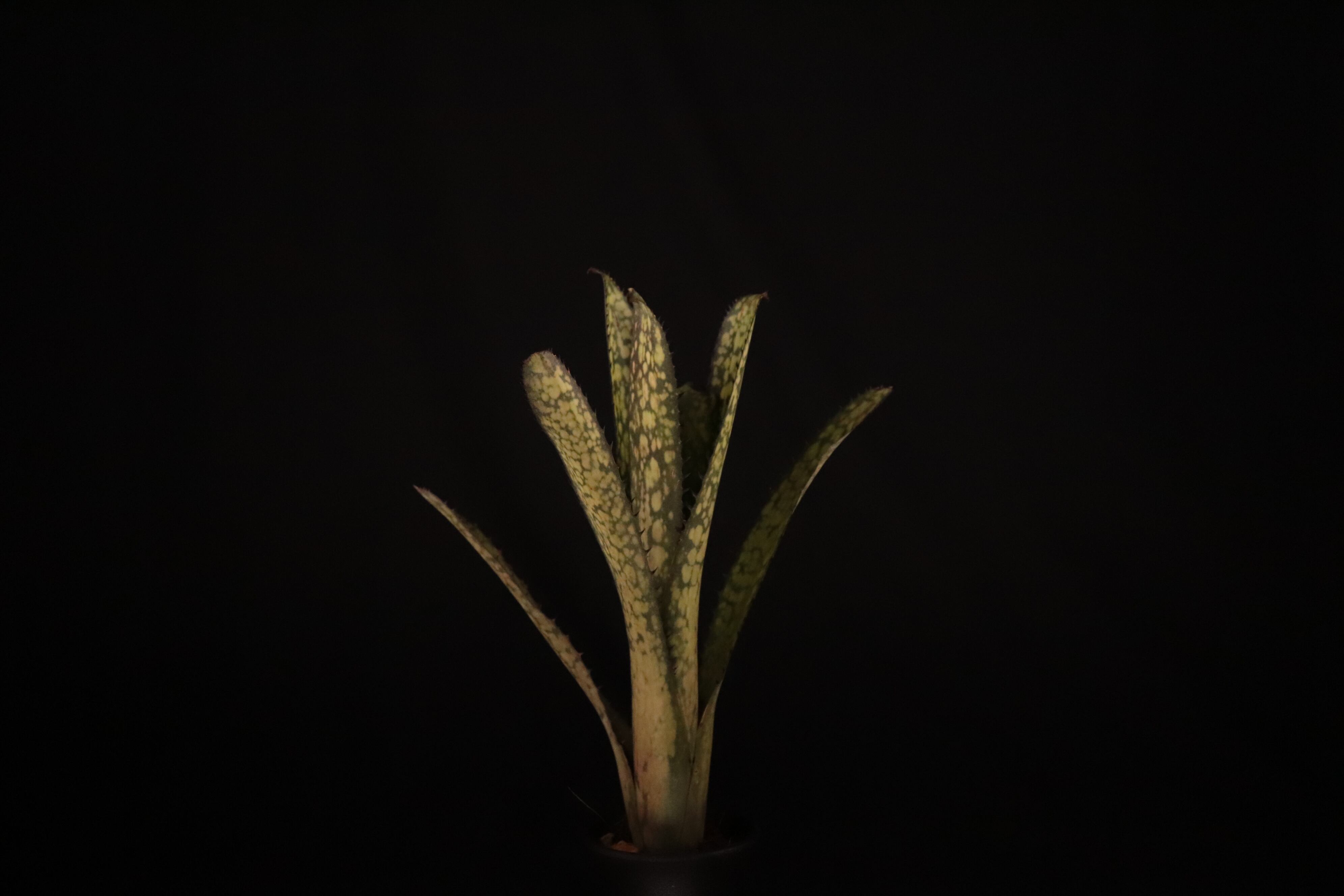 送料無料】Billbergia 'Kolan Apocalyptic' x 'Kolan Crunch