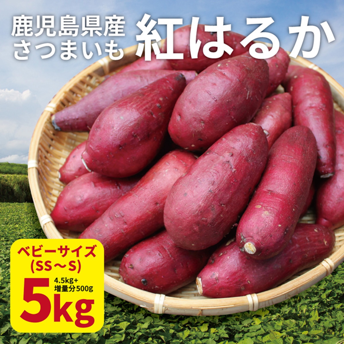 紅はるか ベビーサイズ 5kg (4.5kg+保証分500g) 土付き 生芋 (130g以下のSS~Sサイズ) 鹿児島県産 さつまいも べに ...