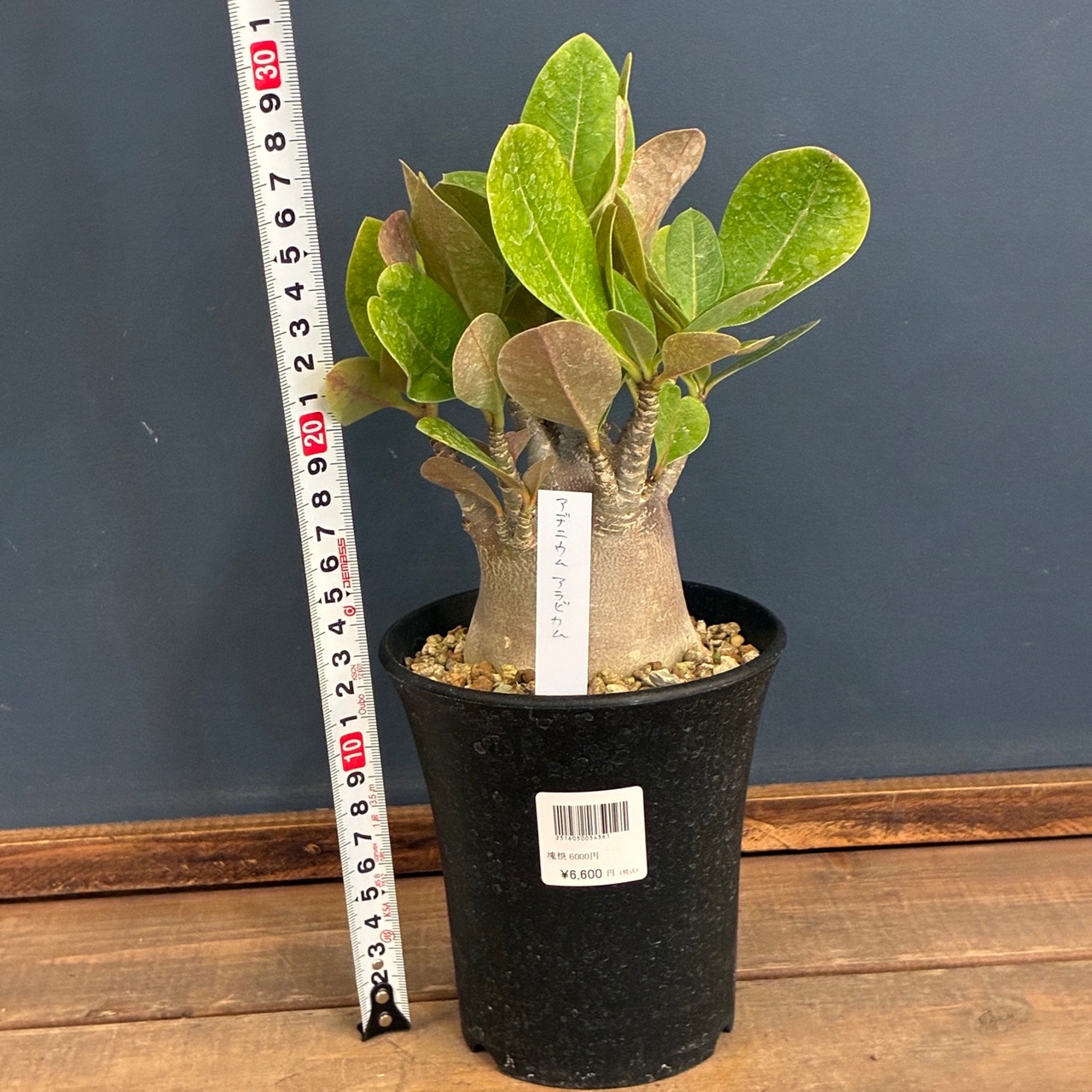 【新着3日限定10%OFF】アデニウム　アラビカム（アラビクム）【379】