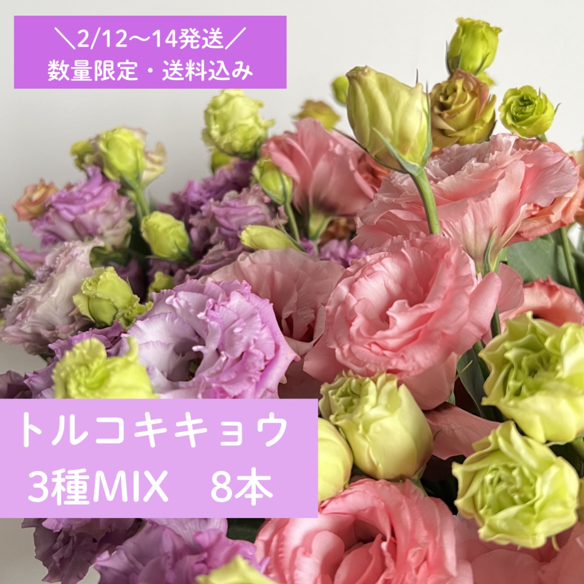 ［おかあさん］8/8発送トルコキキョウ100サイズ 完売】トルコキキョウ8本（3種ミックス）｜数量限定｜生花・切り花