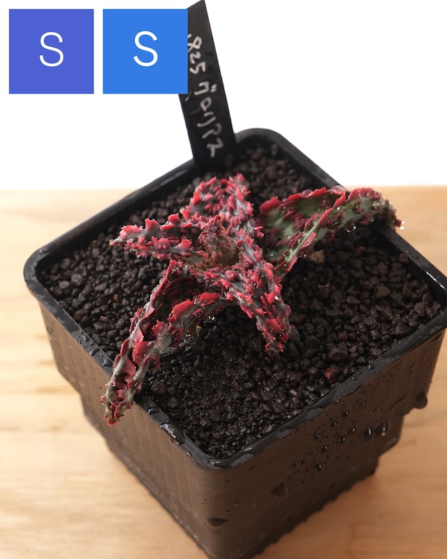 抜き苗 アロエ TCT グロリアスドラゴン Aloe 'Glorious Dragon' 抜き苗 アロエ TCT グロリアスドラゴン Aloe 'Glorious Dragon'