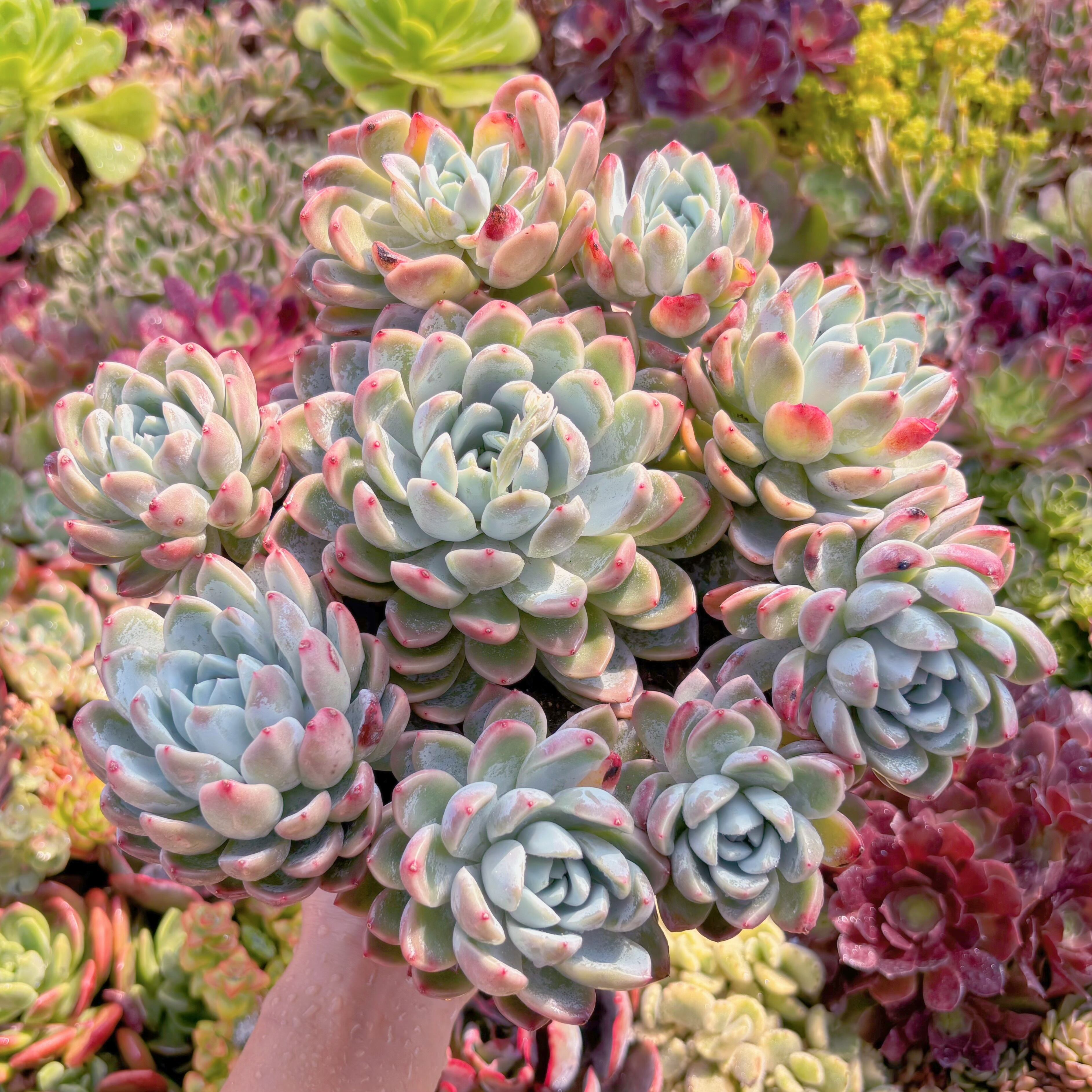 現品　瑶池#717　特大群生　新入荷　るる農園