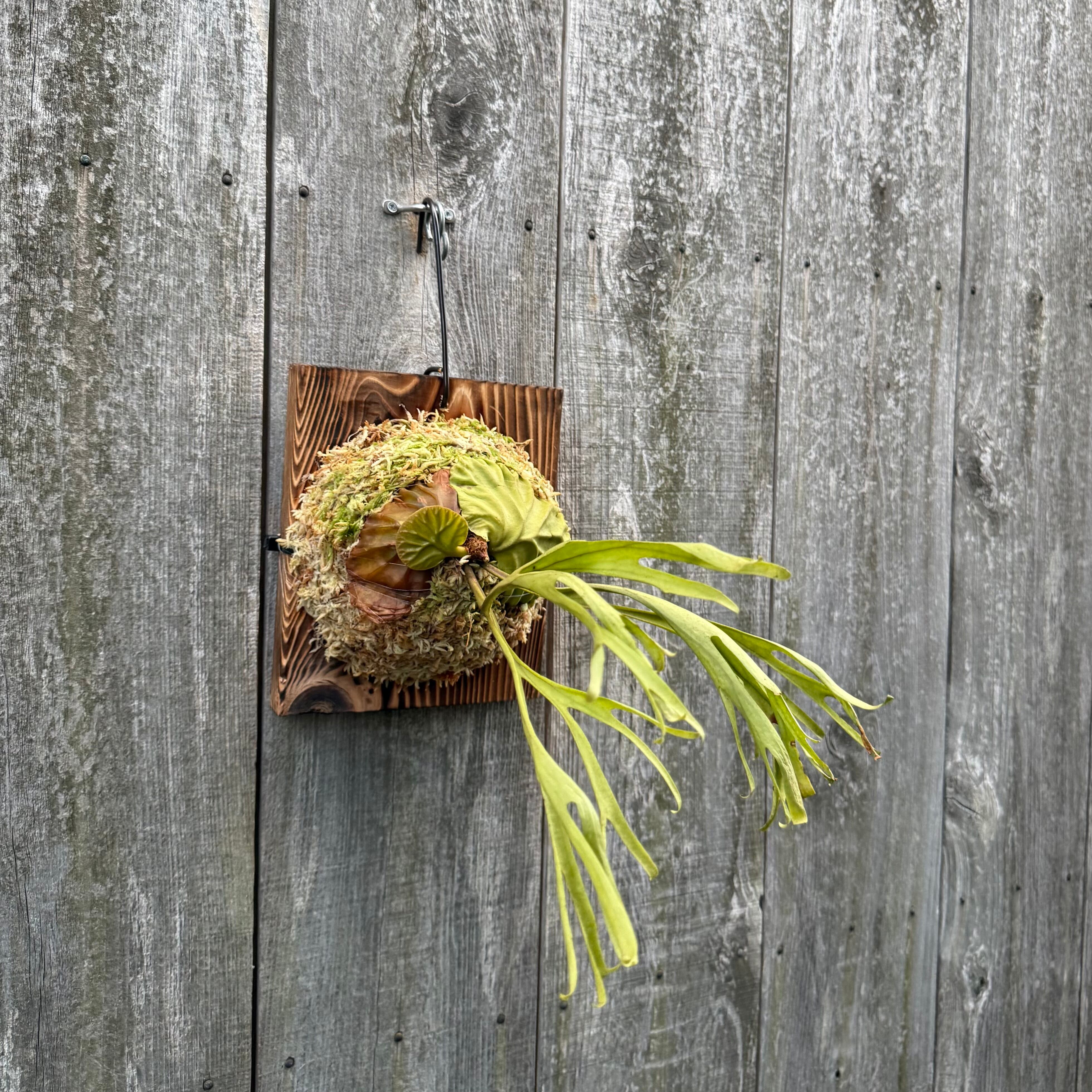 ビカクシダP.willinckii Monster Moon Sporeling P. willinckii 'Monster moon', P. Fubuki 12th oasis sporeling