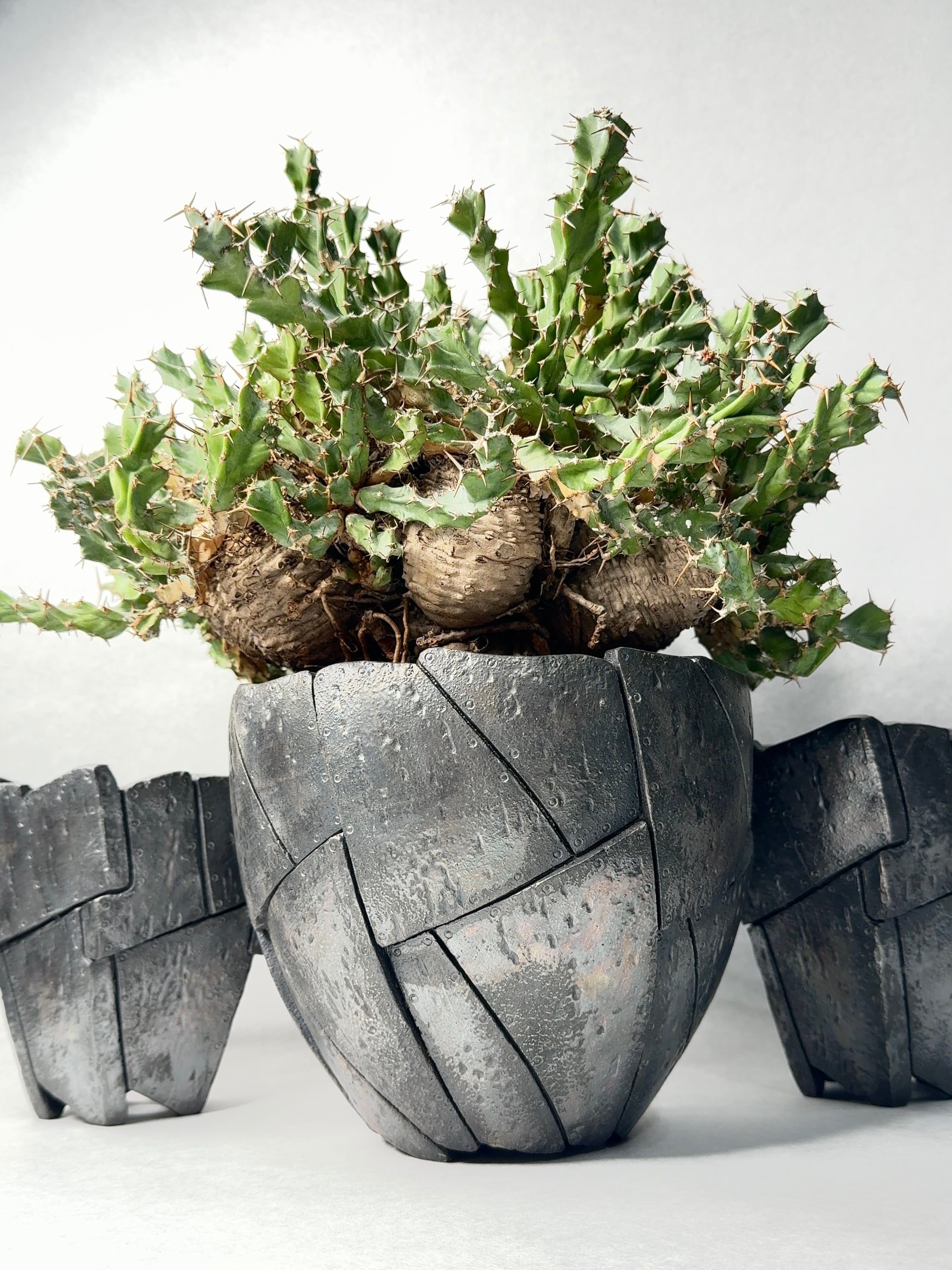 ユーフォルビア・クラビゲラ | trigger