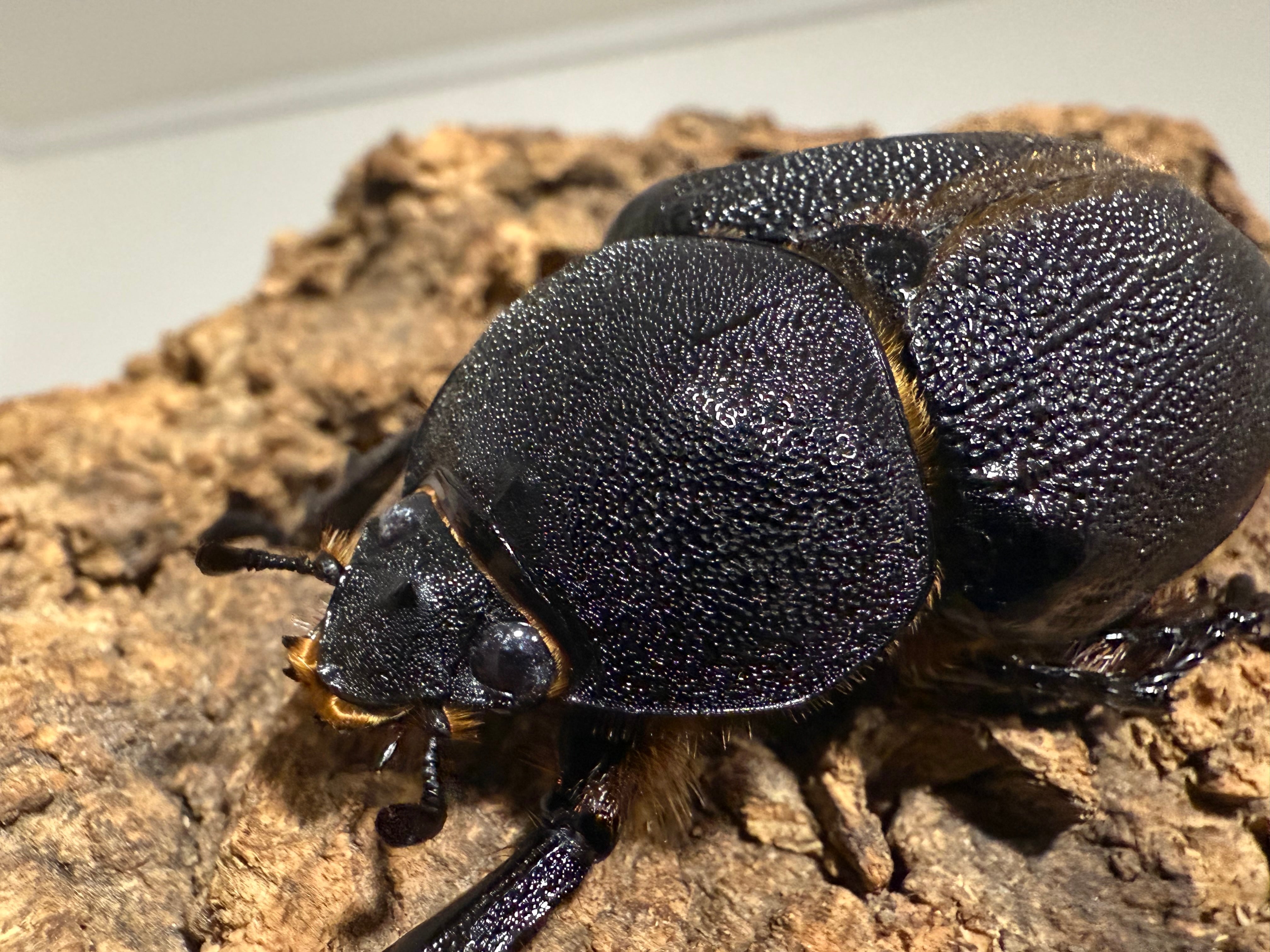 サタンオオカブト即ブリペアNo2