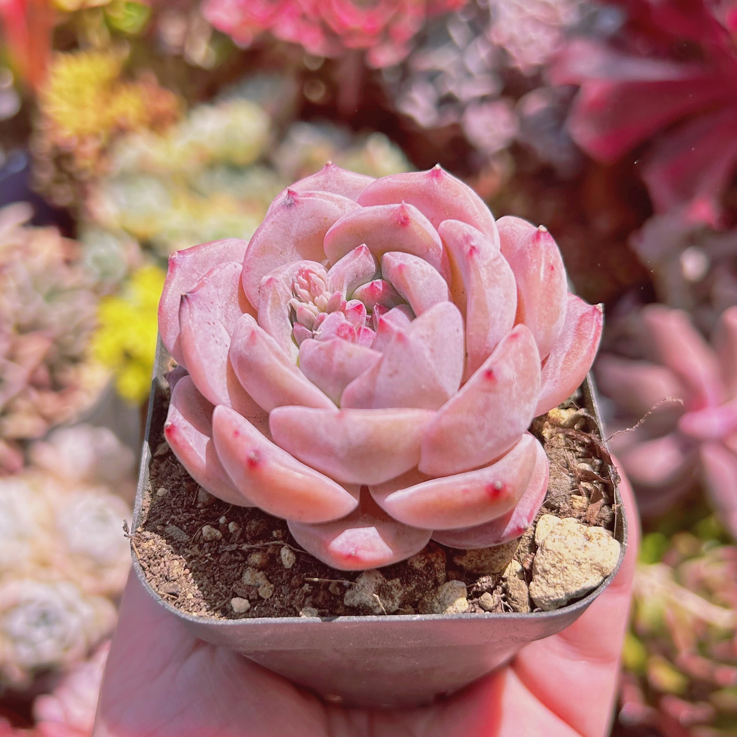 543現物 多肉植物 氷糖蜜 | るる農園~多肉植物専門
