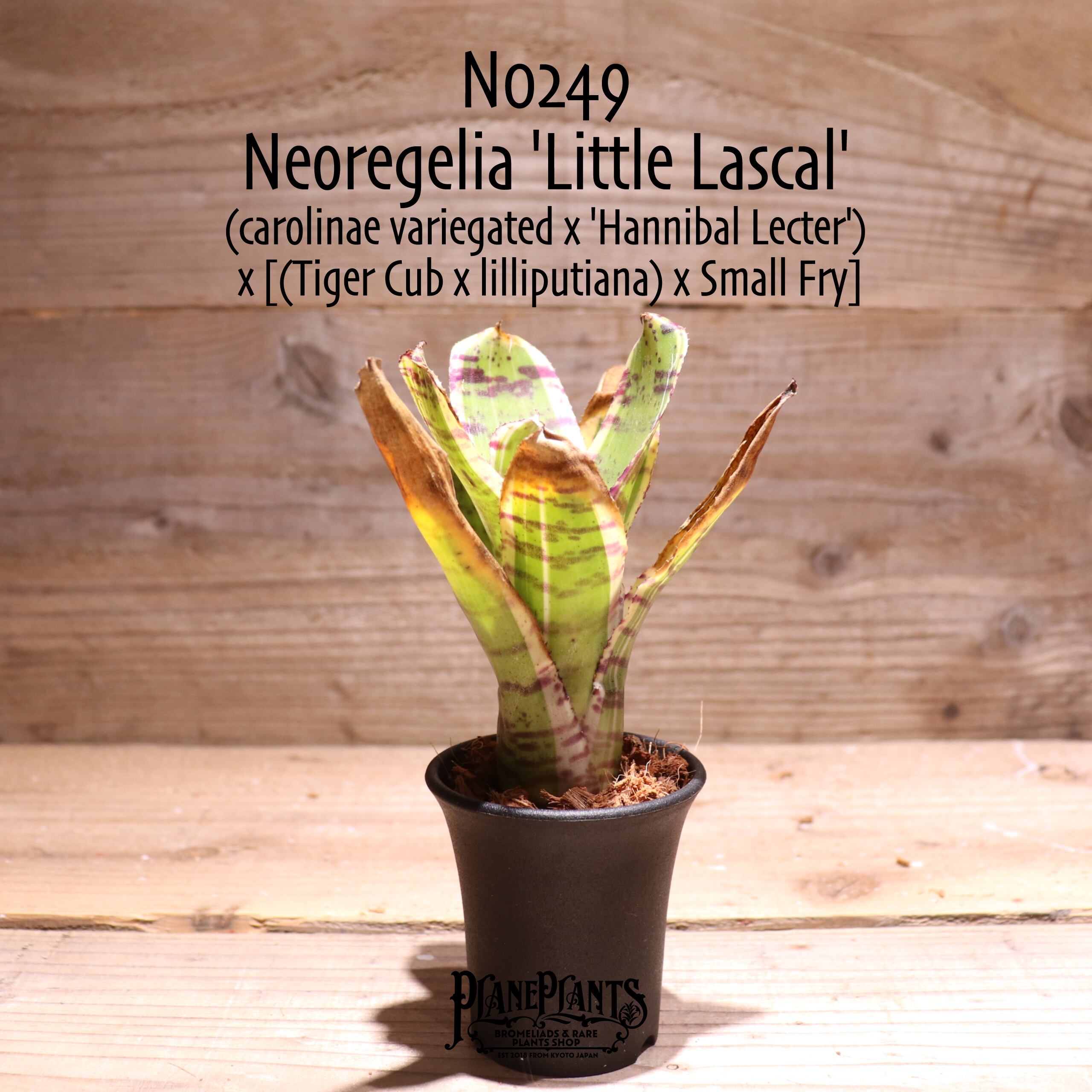 【reserved】Neoregelia 'Little Lascal'〔ネオレゲリア〕現品発送N0249