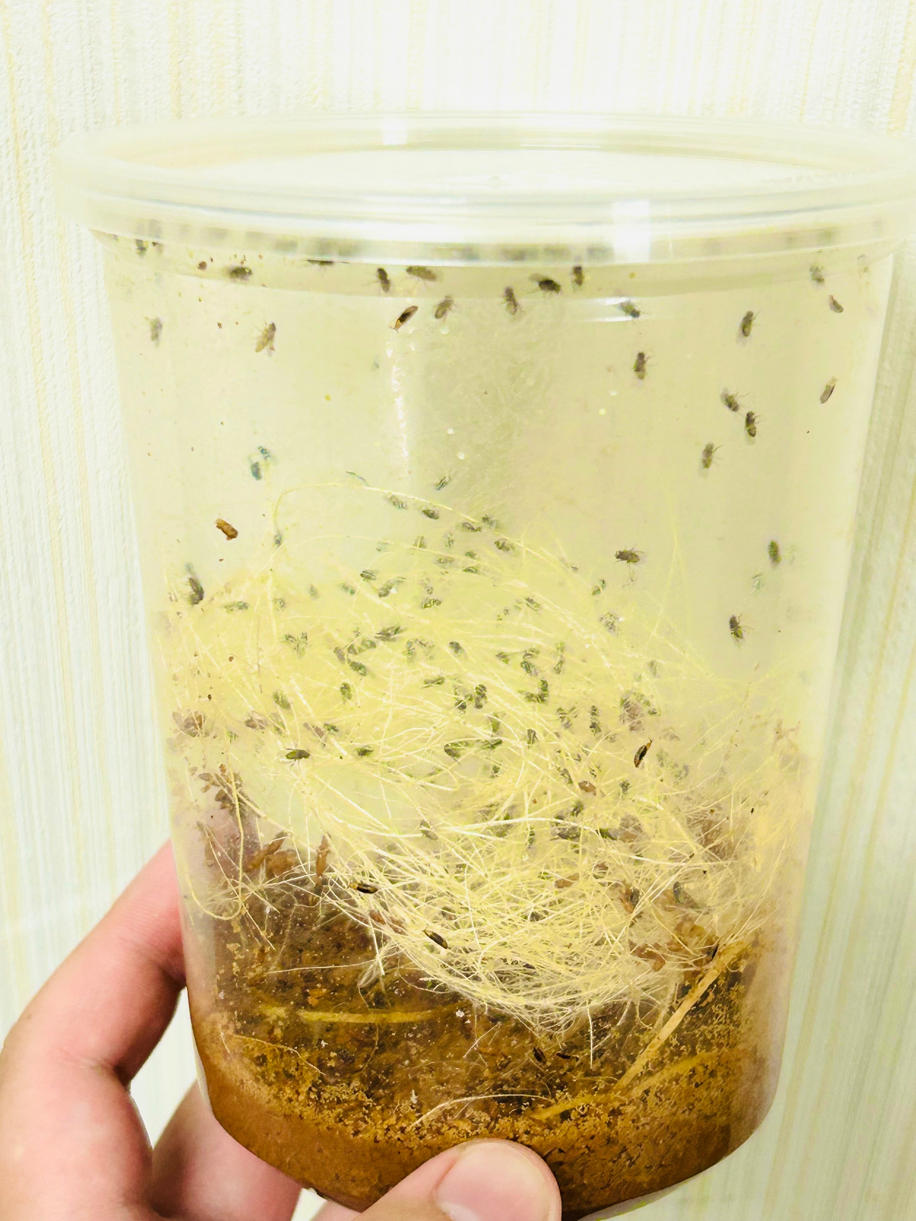 冷凍ヤワゲネズミS【50g〜59g】 | PAY ID